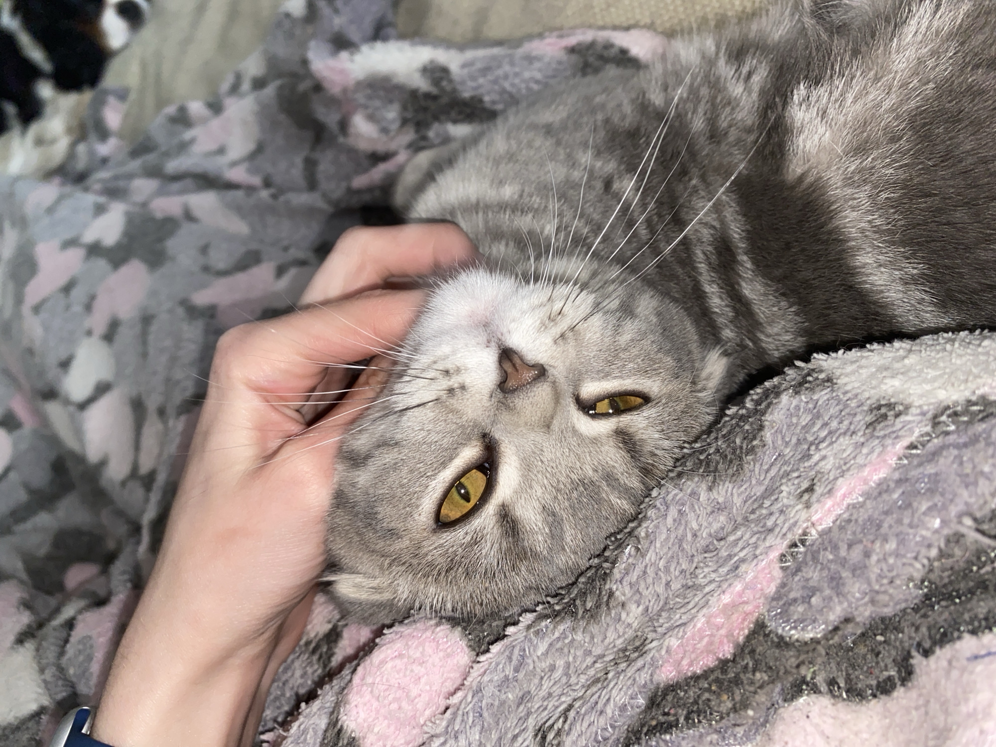 An intimate, close-up shot captures a tender moment between a human and a cat, likely in Votkinsk, Russia. The primary subject is a grey tabby cat with striking golden-yellow eyes, which are partially closed, giving it a serene and contented expression. The cat's fur is soft and plush, displaying distinct darker grey tabby stripes and lighter grey and white markings, especially around its muzzle and chin. Long, delicate white whiskers fan out from its face. Its small, pink nose is visible at the center of its face.
A human hand, with fair skin and well-maintained fingernails, is gently caressing the cat's head, specifically under its chin and along its cheek. The hand wears a dark blue wristband, possibly a watch or fitness tracker, on the wrist.
Both the cat and the hand are resting on a soft, plush blanket or throw. The blanket features a textured, fuzzy surface with a pattern of grey, pink, and white, suggesting a cozy and comfortable indoor setting. The lighting appears soft and warm, contributing to the overall sense of peace and affection. In the blurred background, hints of other patterns or textures can be seen. There is no visible text in the image.