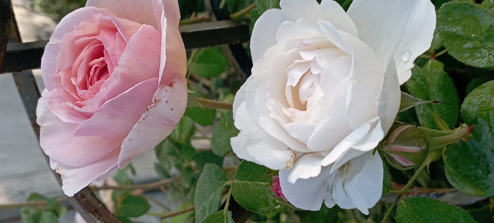 In Radisne, Ukraine, two roses are captured in a close-up shot. A soft pink rose occupies the upper portion of the frame, its delicate petals unfurling to reveal a complex inner structure. Tiny water droplets glisten on its surface, catching the light. Below it, a pristine white rose is in full bloom, its petals a stark contrast to the pink one above. Its center is a swirl of lighter hues, hinting at a gentle unfolding. Water droplets also adorn its petals. The roses are set against a backdrop of lush green leaves, some of which are also speckled with water. The image conveys a sense of natural beauty and tranquility, likely taken outdoors in a garden.