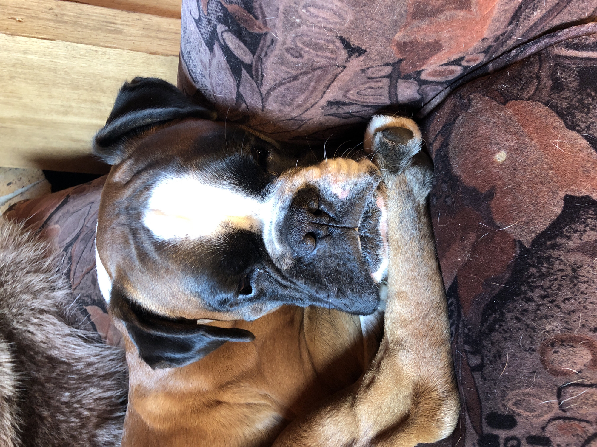 A close-up, eye-level, vertical shot shows a brown and white Boxer dog resting on a patterned couch. The dog's head is turned to the right, and its paws are crossed in front of its face, obscuring its muzzle. The dog's eyes are partially closed, giving it a sleepy appearance. The couch has a dark brown, floral pattern. In the background, a wooden surface is visible. The image is taken in an indoor environment, potentially a home. The location in Романово, Russia is not discernable from the visual information provided.