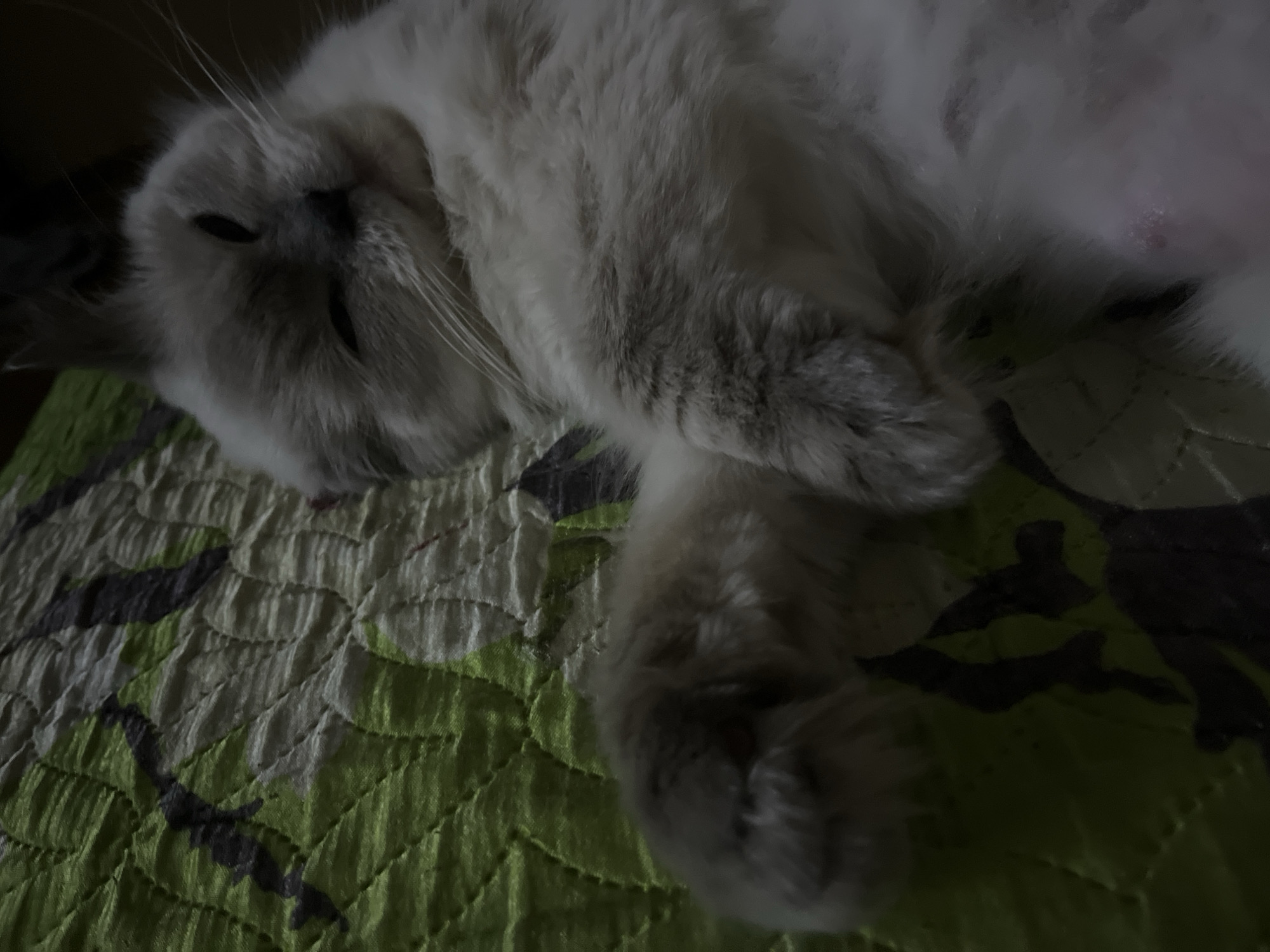 A gray and white cat is lying on its side on a patterned green and white surface, possibly a blanket or quilt. The cat's face is visible, with its eyes closed and whiskers prominent. The cat's paws are visible. The location is not discernible from the image.