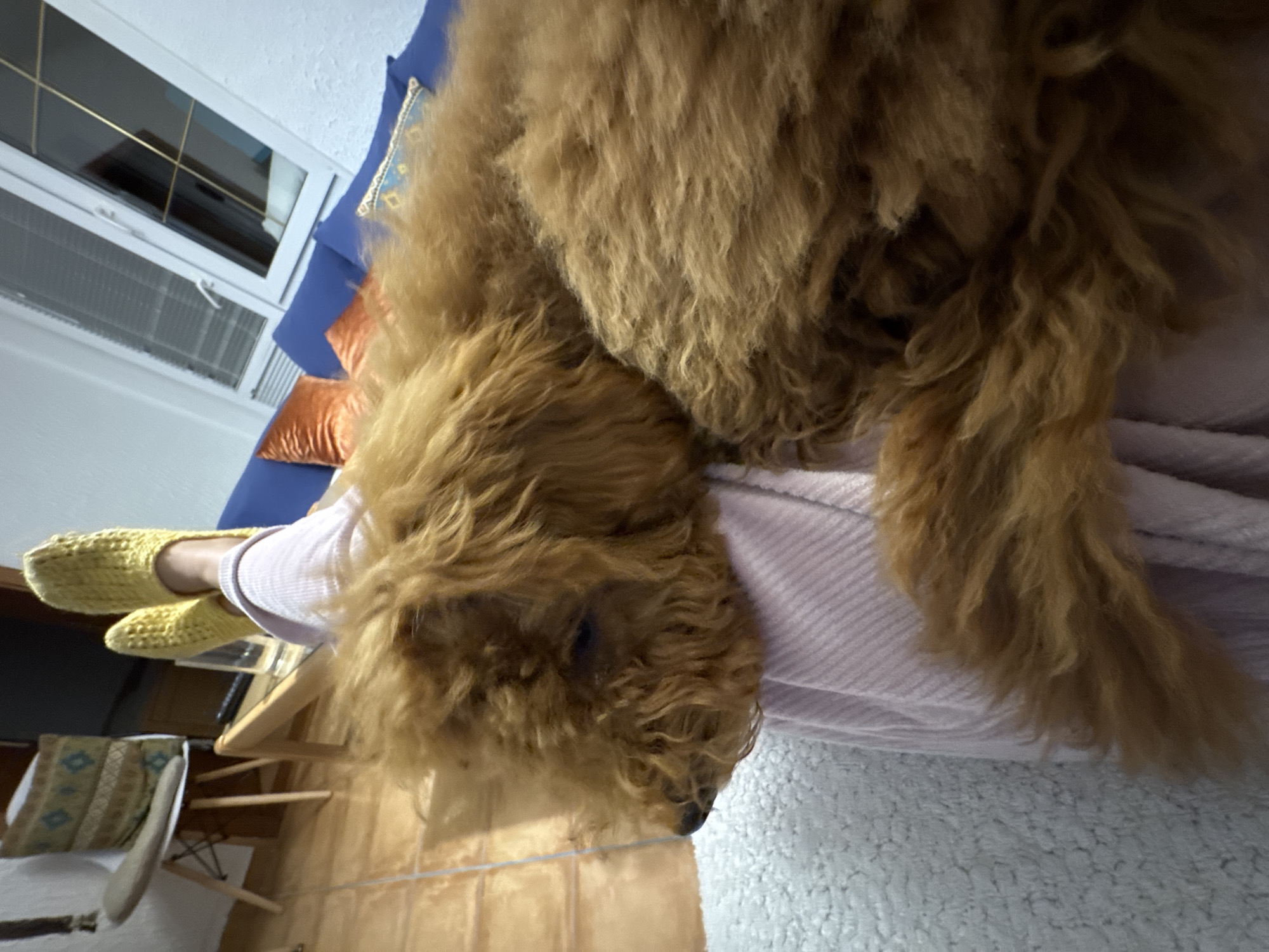 The scene depicts an indoor domestic setting in Sutomore, Montenegro, focused on a person and a dog in a relaxed state. A person's lower legs and feet are visible, clad in light pink, vertically ribbed pants or loungewear and bright yellow, textured knitted slippers. Their feet are elevated, suggesting a reclined position. Resting on the person's legs and partially obscuring them is a medium-sized, reddish-brown dog with curly fur, likely a poodle or similar breed. The dog's head is visible in profile, facing left, with its eyes appearing closed or downcast.
The environment includes a light-colored, possibly white, shaggy textile surface or blanket in the foreground on the bottom left. In the background, to the left of the person's feet, a light brown tiled floor with visible grout lines is present. A white modern chair with splayed light wooden legs and a square patterned cushion (featuring shades of brown, beige, and blue geometric designs) is positioned on the tiled floor. Behind the person's feet, a clear glass is visible on an indistinct surface. To the right, a blue sofa with several cushions, including one prominent orange/rust-colored velvet cushion and another smaller blue patterned cushion, is visible against a textured white wall. Above the sofa, a white-framed window with internal grids and what appear to be horizontal blinds is set into the wall. The lighting in the room appears to be artificial.