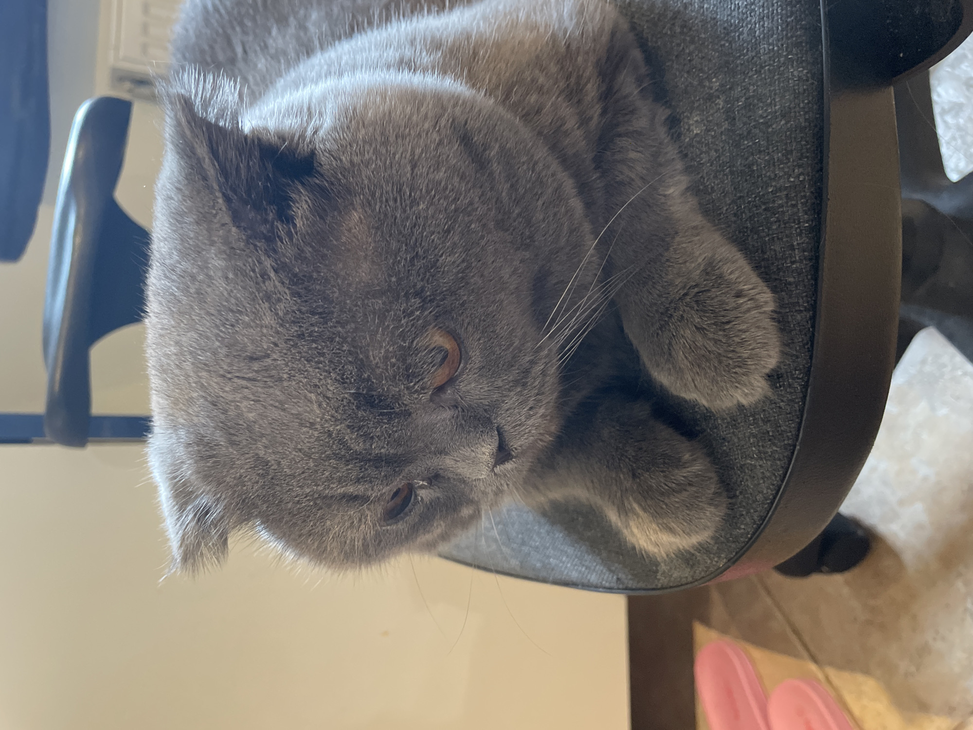 The media file displays a grey British Shorthair cat resting comfortably on the seat of a grey office chair. The cat's dense, short fur is a uniform slate grey, and its eyes are a warm amber color, partially open as it looks downwards or slightly away. Its prominent white whiskers are visible extending from its muzzle.
The cat is positioned lying on its side, occupying a significant portion of the chair's seat. The chair itself has a textured grey fabric on the seat and a dark, possibly black, frame and armrest visible on the left side of the image. The background is softly lit, indicating daytime, with a light-colored wall or surface behind the chair. The floor below the chair is tiled, and a hint of a pink object, possibly slippers, is visible in the bottom right corner.
The cat appears relaxed and calm, suggesting it may be napping or simply observing its surroundings from a comfortable spot. No specific activity beyond resting is depicted. The image is taken from a slightly elevated perspective, looking down at the cat. There is no visible text in the image. The setting appears to be an indoor home or office environment.