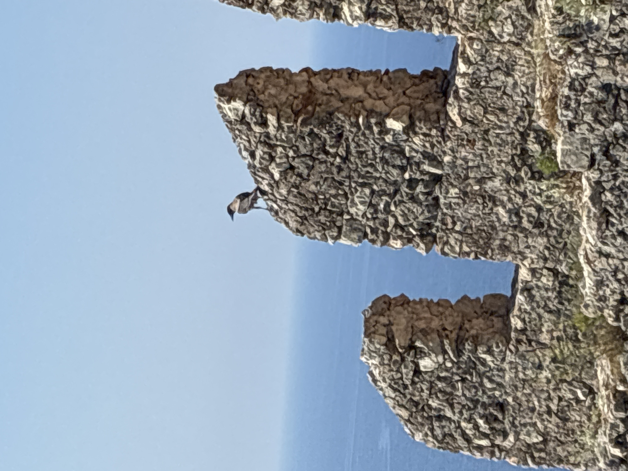 A lone crow perches on the jagged stone of Alanya Castle's ramparts, overlooking the vast blue expanse of the Mediterranean Sea. The ancient fortress, a historical landmark in Alanya, Turkey, stands as a weathered testament to centuries past. The crow, a dark silhouette against the bright sky, surveys its domain from atop a crumbling turret. The sunlit stones, weathered and rough, create a textured backdrop for the scene, while the shimmering sea stretches to the horizon, offering a sense of infinite space. The sky above is a clear, vibrant blue, unblemished by clouds, adding to the serene and timeless quality of the image.