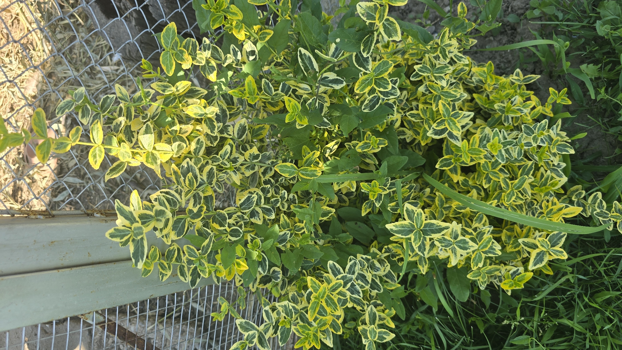 A close-up, vertical shot focuses on a lush, variegated shrub with small, oval leaves, predominantly green with yellow edges and splotches. The shrub is densely packed with leaves and stems, creating a full, bushy appearance. Some darker green leaves are interspersed among the variegated ones. The plant is situated outdoors, with a chain-link fence visible in the background, partially obscured by the shrub. The ground beneath the plant is a mix of dry soil and green grass. A portion of a light gray metal post, likely part of the fence, is visible on the left side of the frame. The lighting suggests it is daytime, with sunlight illuminating the leaves. This scene appears to be in the town of Vlasatitsa, Bulgaria.