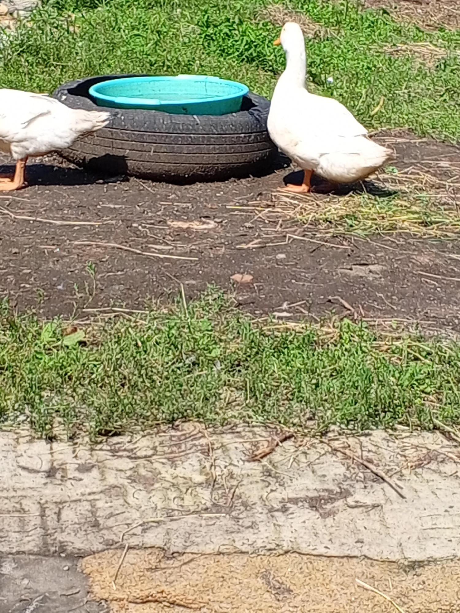 In an outdoor, daytime scene, two white ducks are present. One duck is partially visible on the left side of the frame, with its lower body and legs visible. The second duck, fully visible, stands to the right of a tire that has a teal-colored basin inside it. The tire is lying on its side in a patch of dirt and dry grass. In the background, green grass is abundant under a clear sky. The ground in the foreground is a mix of dirt, rocks, and dry vegetation.