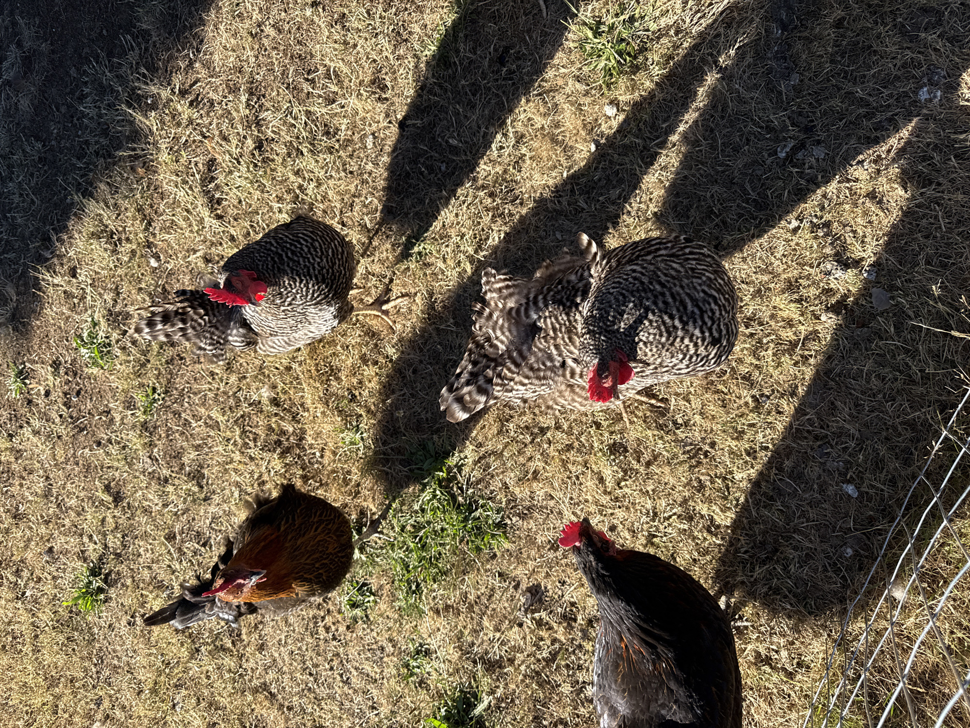 Four chickens are standing on dry, patchy grass in what appears to be a rural or suburban backyard. Two of the chickens have black and white barred plumage, one has predominantly black feathers with some reddish-brown highlights, and one has reddish-brown and black feathers. All chickens have red combs on their heads. Long shadows are cast across the ground from an unseen light source, likely the sun. A wire fence is visible in the lower left corner of the frame. The image does not contain any information that would allow for the identification of a specific location in Vancouver, United States of America.