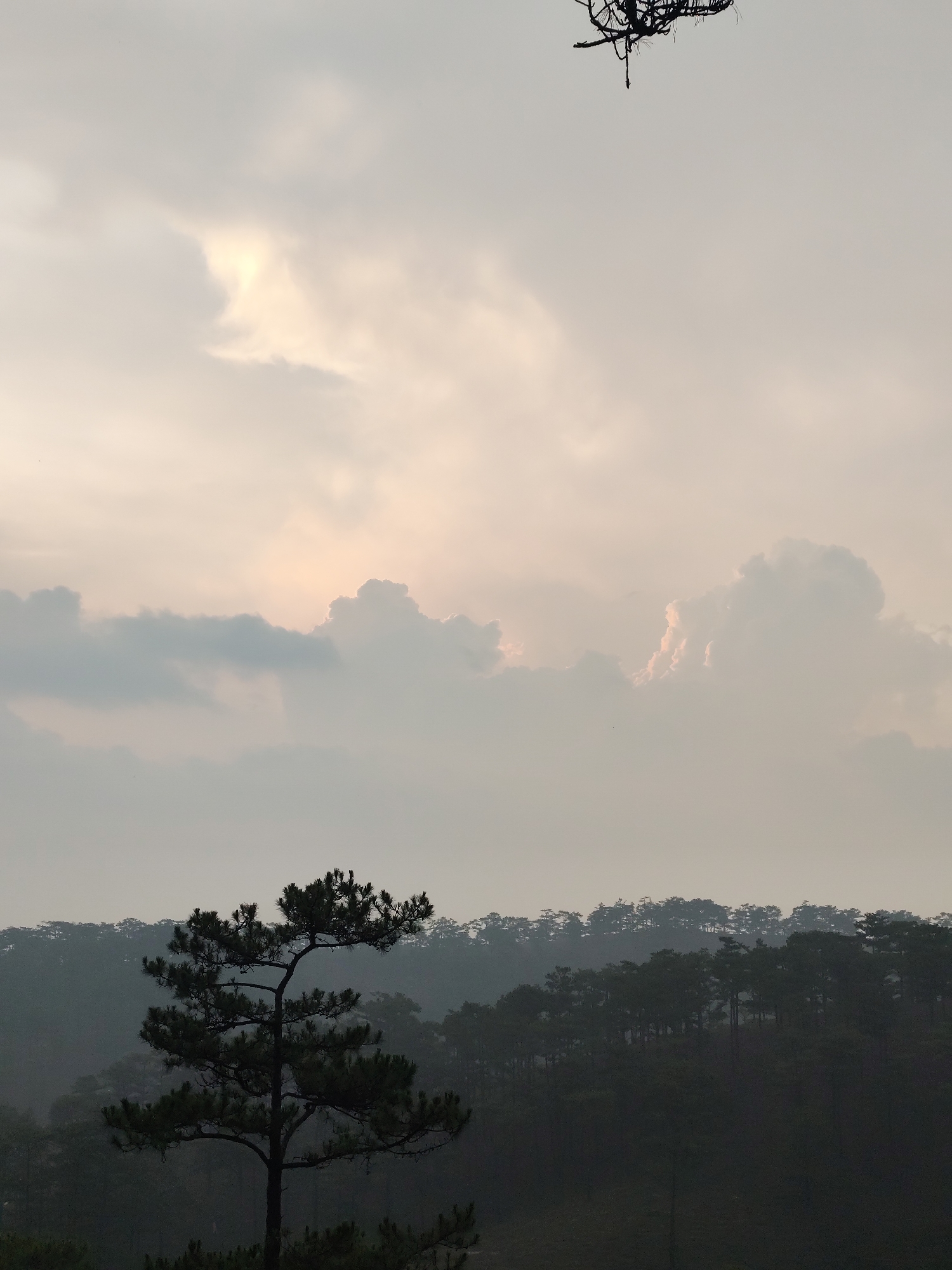 The image presents a serene natural landscape featuring a cloudy sky above forested hills. A tall, solitary evergreen tree, likely a pine, stands in the foreground, silhouetted by the ambient light. Its dark branches and needle clusters are distinct against the brighter sky and distant hills. Behind this tree, a dense forest covers rolling terrain, appearing as a dark, hazy mass with individual tree crowns discernible along the ridgelines.
The upper portion of the image is dominated by an overcast sky, filled with layers of clouds. Patches of warm, pale yellow or soft orange light, likely from the hidden sun, break through the clouds, illuminating their edges and creating a gentle glow, particularly in the center-left and far-right areas of the frame. Other clouds appear in shades of grey. A small cluster of dark, bare branches or tangled foliage is visible, cropped, at the very top edge of the image.
The soft, diffused lighting and silhouetted elements suggest either early morning (sunrise) or late afternoon (sunset). The atmosphere appears hazy or misty, contributing to the muted color palette and ethereal quality of the scene. No explicit human or animal activity is visible, nor is there any discernible text. The scene evokes a sense of tranquility and natural beauty.
