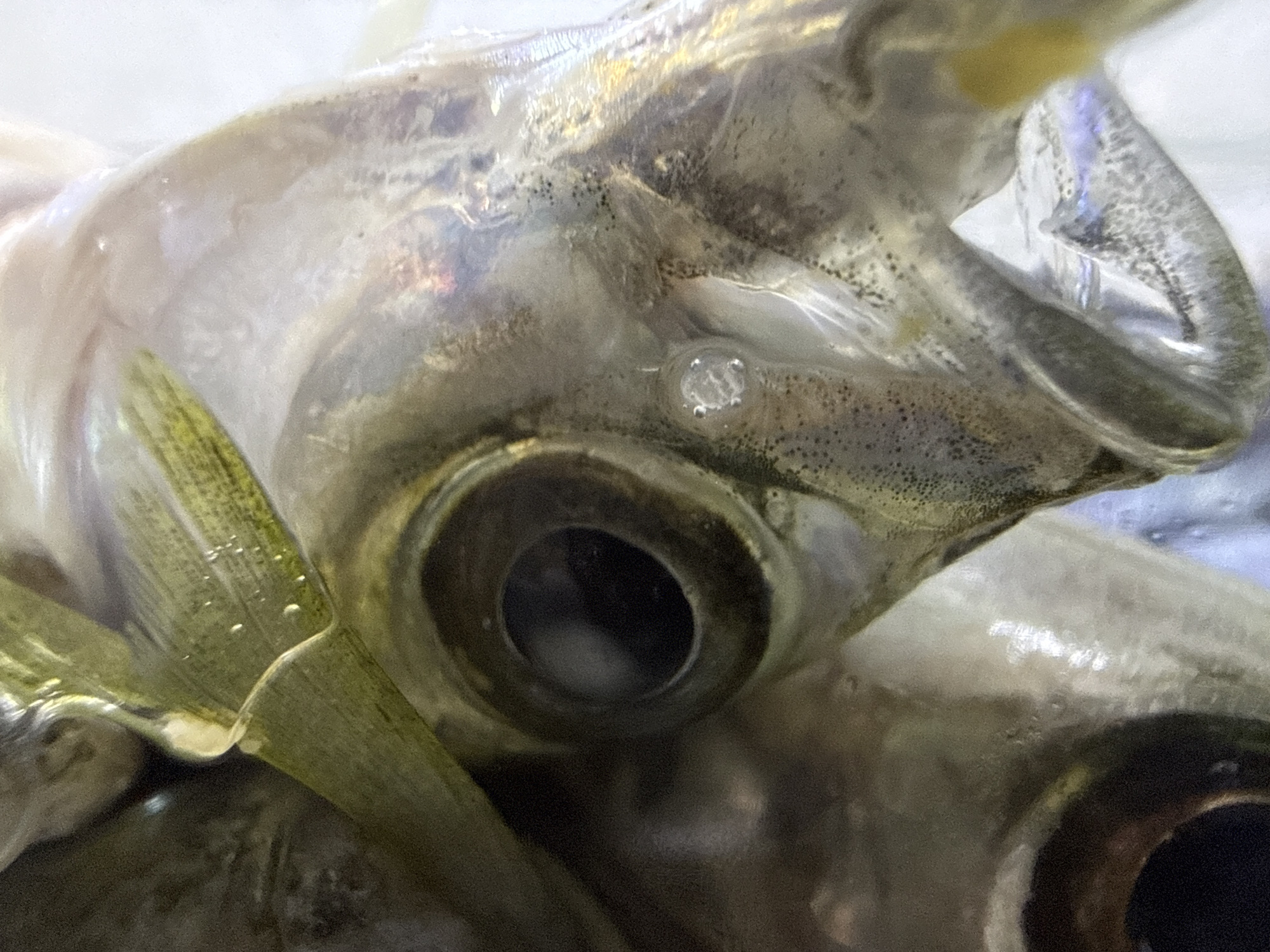 The image is a close-up, macro photograph of the head of a dead fish. The fish is pale and appears somewhat translucent, with visible scales and dark speckling on its skin. A prominent, dark eye with a lighter pupil is clearly visible, surrounded by a reddish-brown iris. There are small air bubbles on the fish's skin and near its gill. A green, leaf-like structure, possibly a piece of aquatic vegetation or a fin, is visible in the foreground. The background is blurred and appears to be a light, neutral color, suggesting the fish is out of its natural environment. The image provides no context regarding its location within the city of Sozopol, Bulgaria.
