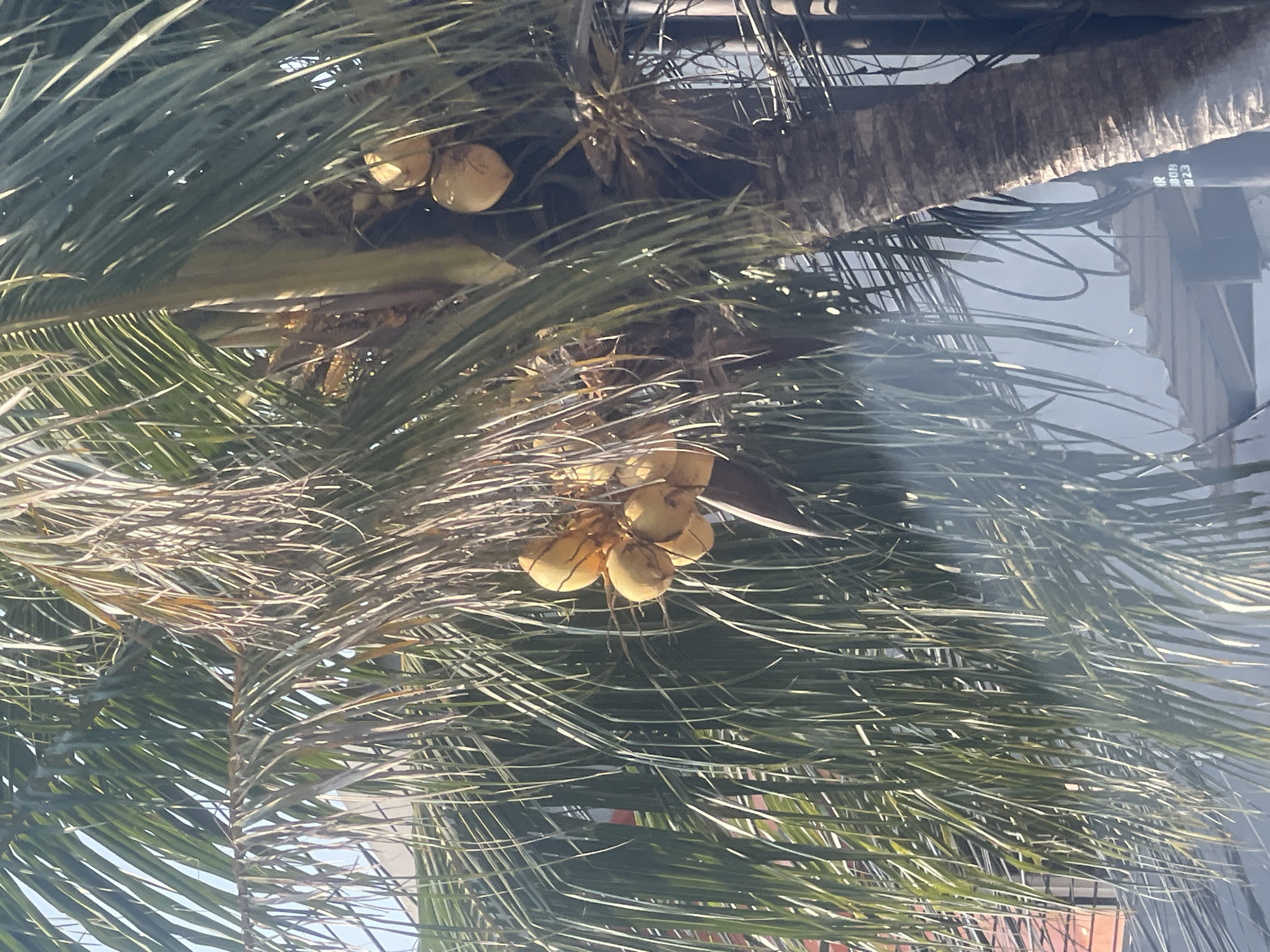This is a close-up, eye-level shot of a coconut tree with a cluster of yellow coconuts hanging from it, seen against a bright, hazy sky. The palm fronds are lush and green, with some appearing dry and brown at the tips. The trunk of the tree is rough and textured. In the background, out of focus, there are hints of buildings with orange roofs and some electrical wires. A partial view of a street sign with text "R 009 1023" is visible on the right side of the frame. The scene appears to be outdoors, possibly in an urban or semi-urban environment in East Jakarta, Indonesia, given the presence of buildings and electrical infrastructure. There are no people or animals visible in the image. The overall lighting suggests it is daytime.