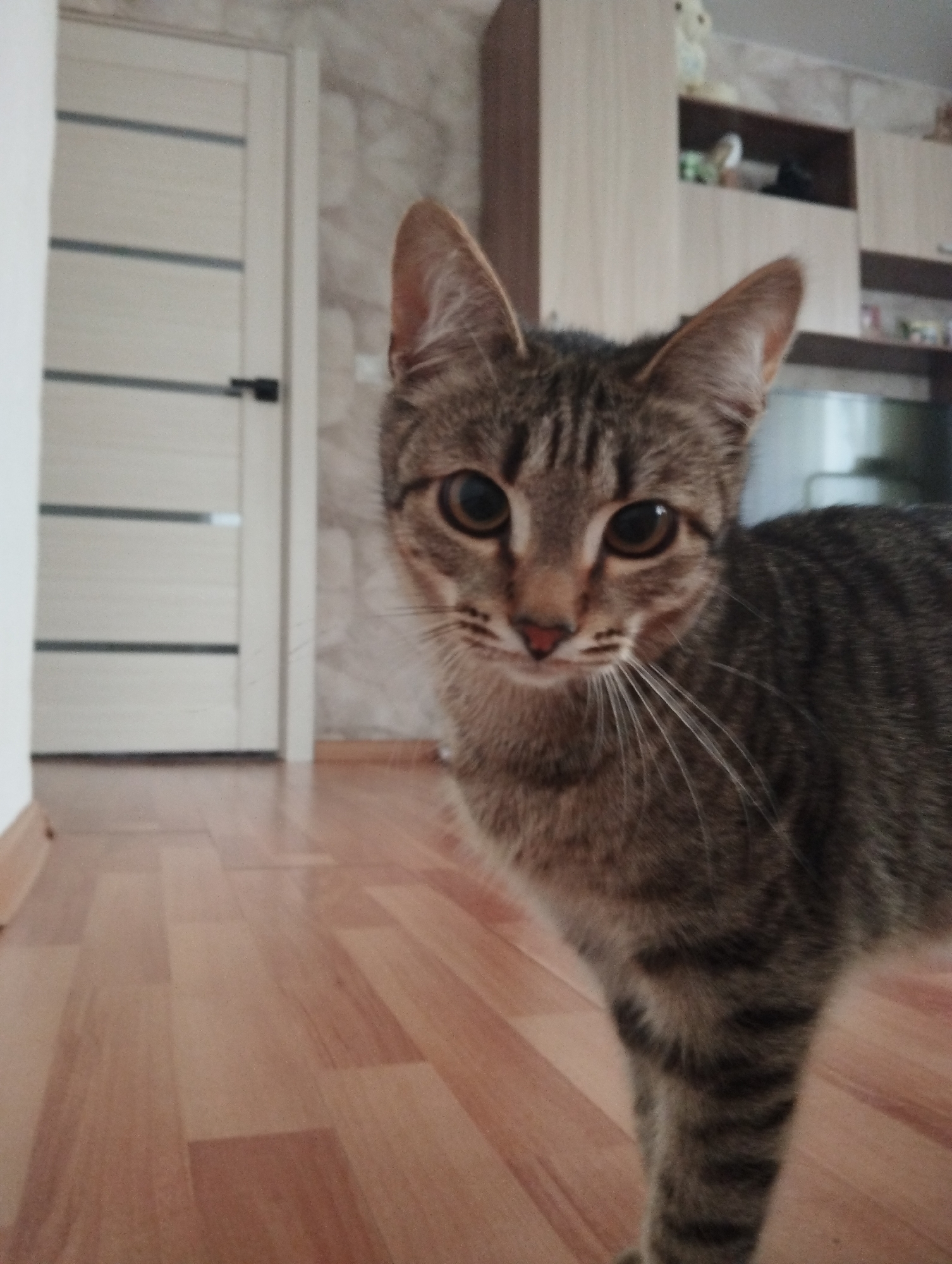 A domestic cat is positioned in the foreground of an interior space, its gaze directed towards the viewer. The cat is a tabby with gray and brown fur, featuring stripes on its coat and a distinctive pattern on its face. Its eyes are a golden-brown color, and its whiskers are prominent. The background includes a light-colored door with horizontal insets, located on the left side of the frame. A cabinet or shelving unit is visible in the upper right corner, with various objects placed on the shelves. The floor is made of light-brown wood-grain laminate. The photo was taken indoors and appears to be in a residential setting. The location is Krasnogorskoye, Russia.