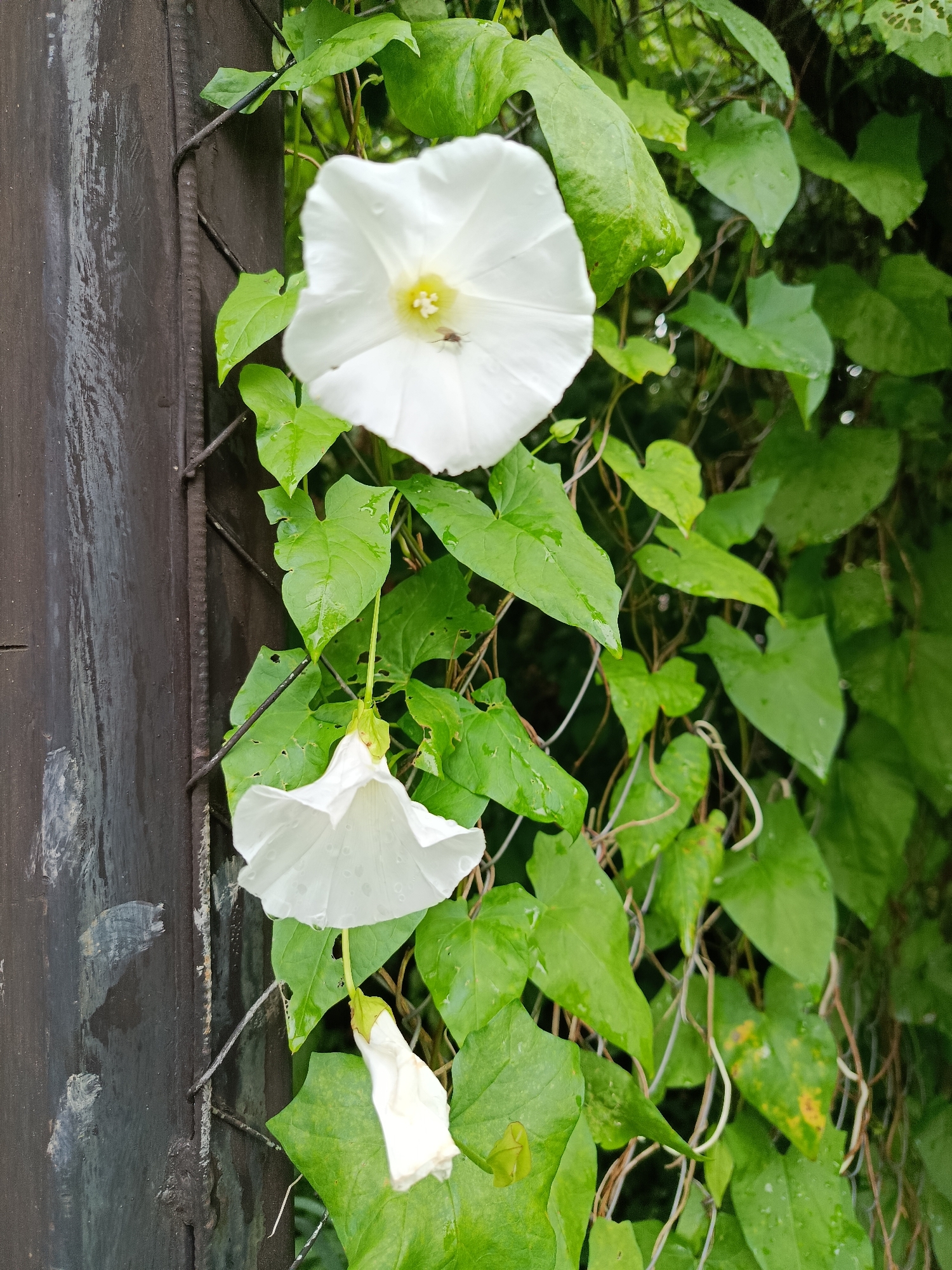 The image shows a close-up of white bindweed flowers and green leaves growing on a wire fence against a dark, textured surface, likely a wooden post or metal panel. The flowers are in various stages of bloom, with some fully open and others partially closed or budded. The leaves are lush and appear wet, with water droplets visible on their surfaces, suggesting recent rain. A small insect can be seen on one of the open flowers. The scene appears to be outdoors, possibly in a garden or along a pathway. The dark background suggests a shaded area or a weathered material. The overall impression is one of natural growth and vibrant greenery.