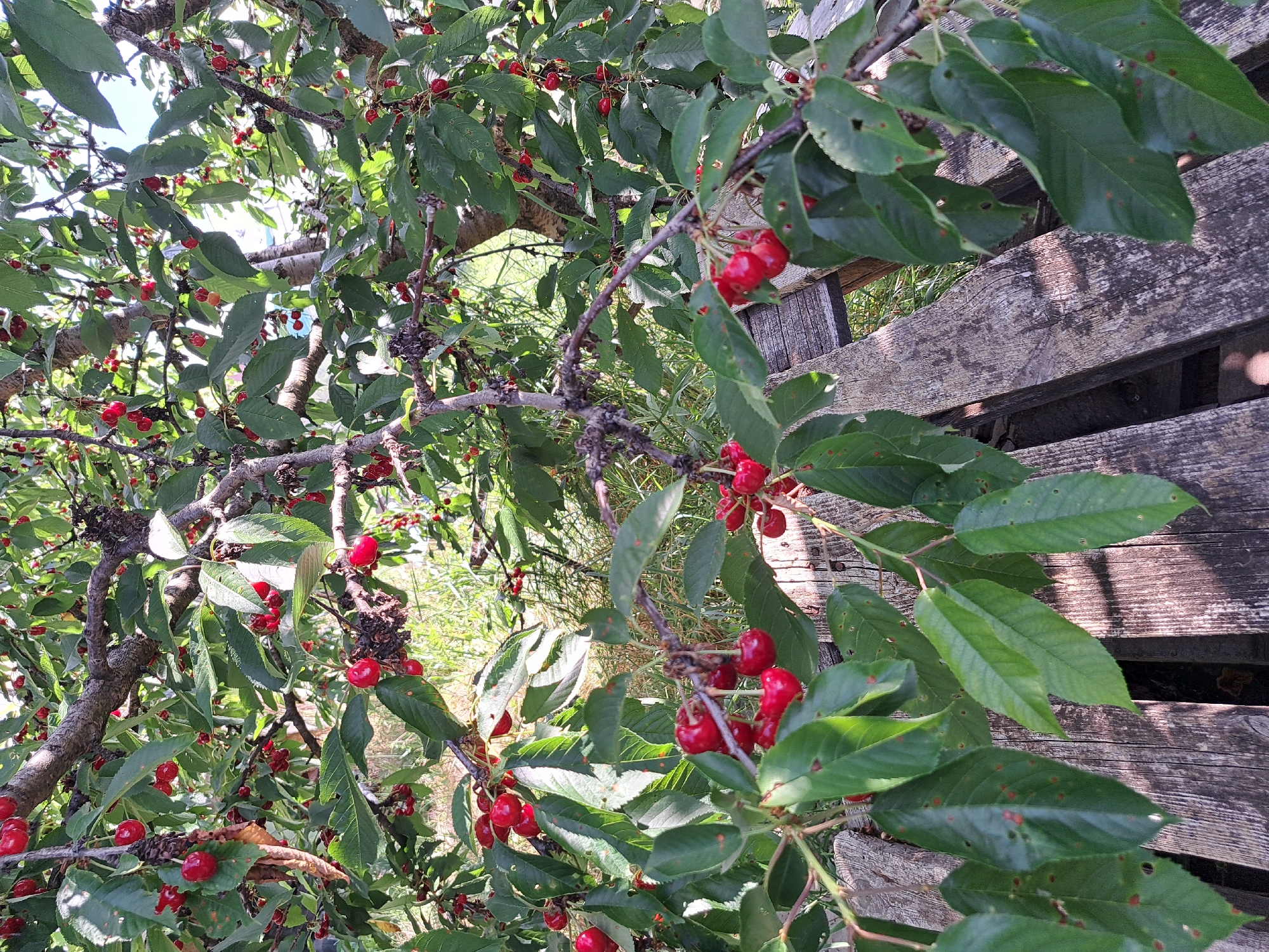 The image shows a close-up view of a cherry tree laden with ripe, red cherries. The branches of the tree are visible, with numerous clusters of cherries hanging from them. The leaves of the tree are a vibrant green, some showing small reddish-brown spots. In the foreground, weathered wooden planks, likely part of a fence or bench, are visible, with dappled sunlight casting shadows on them. The background consists of green grass and foliage, suggesting an outdoor setting. The scene is consistent with a fruit-bearing tree in a natural or garden environment within Lokorsko, Bulgaria. There are no people or animals present in the image.