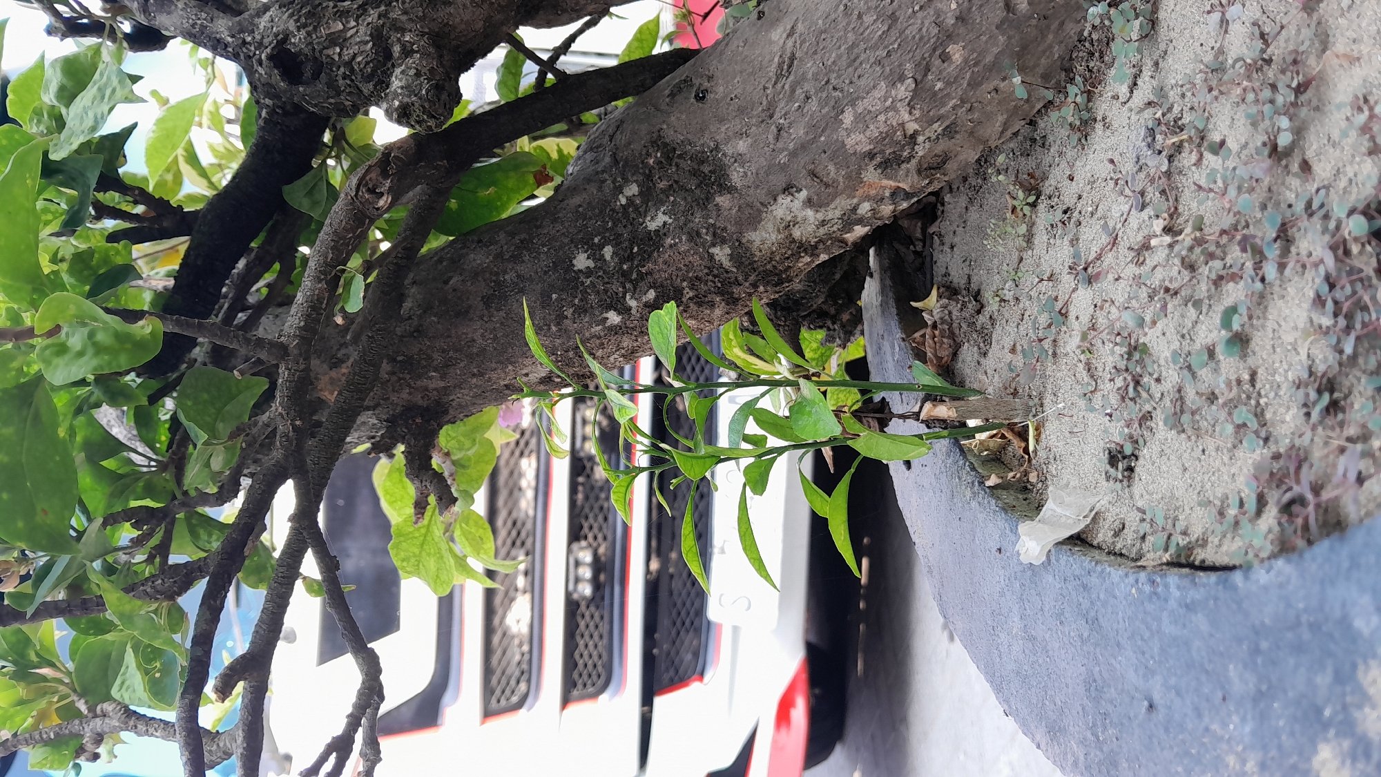 In Kasiman, Indonesia, a close-up shot focuses on the base of a large, gnarled tree trunk, likely a bonsai, situated in a grey planter filled with sand and small green plants. The tree's rough bark is textured and weathered. To the left of the trunk, a small sapling with bright green leaves grows upwards. In the background, the front of a white and red truck is visible, its grille and headlights clearly defined, suggesting an urban or roadside setting. The overall lighting is natural and diffused.