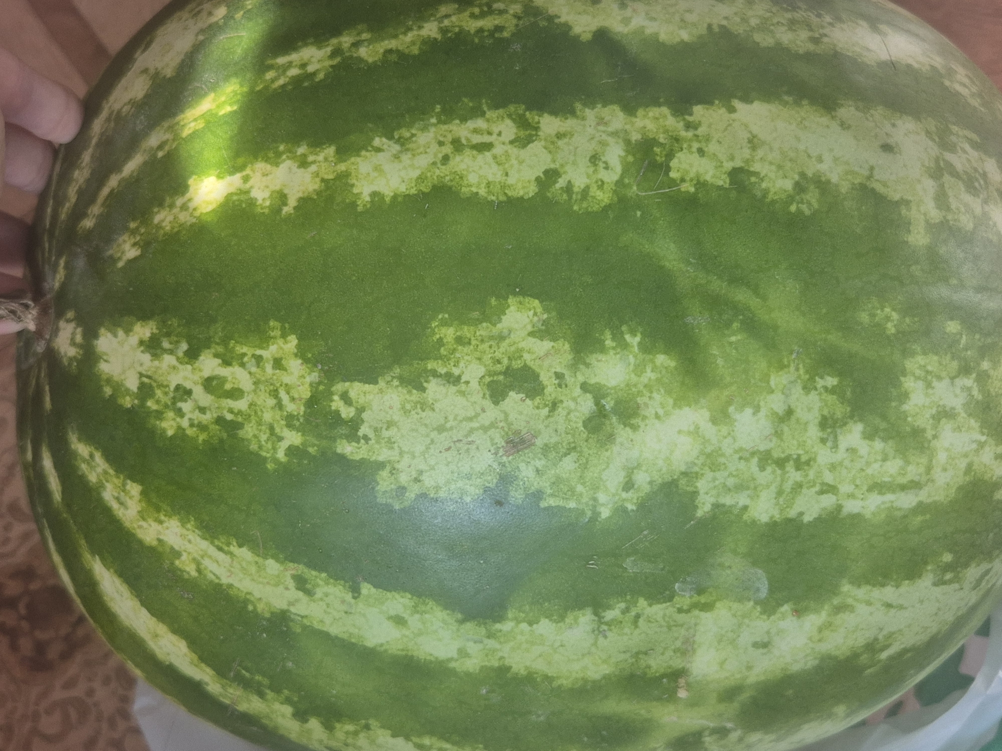 A close-up, overhead shot focuses on a large, ripe watermelon. The rind exhibits the characteristic alternating stripes of dark and light green, with some areas of lighter mottling. A person's hand, partially visible from the top right, gently holds the stem of the watermelon. The background is blurred, showing a textured surface, possibly a tablecloth or placemat, in shades of brown and beige. To the left and bottom, a white plastic bag is partially visible. The lighting suggests a bright, possibly outdoor environment, casting a slight yellow glow on the upper right portion of the watermelon. The image does not contain any elements that can be used to determine its location within the city of Kokshetau, Kazakhstan.