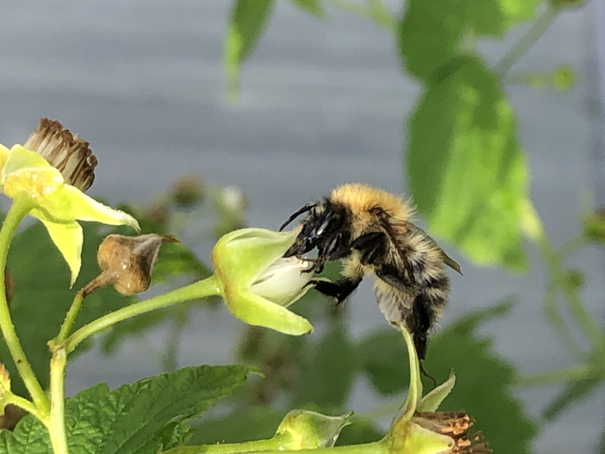 A close-up, eye-level, outdoor shot focuses on a bumblebee clinging to a pale green raspberry flower. The bee, with its black and yellow striped body, is positioned head-down, its fuzzy abdomen facing the camera. Its legs are gripping the white petals of the flower, which is partially open and shows the dried brown stamen within. Green leaves and stems of the raspberry plant surround the flower, and a blurred gray wooden fence is visible in the background. The lighting appears natural, suggesting the photo was taken during the daytime.