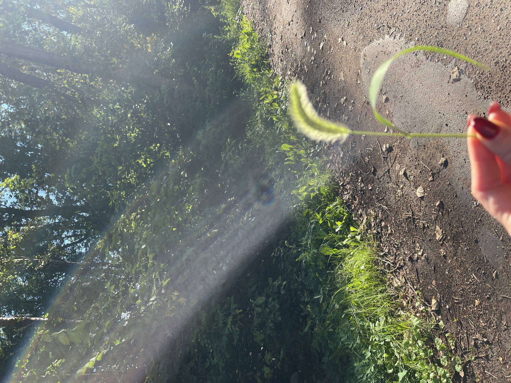 A low-angle, medium shot captures a person's hand holding a green foxtail grass stalk in the foreground. The grass stalk is bent into a curve and positioned to the right of the frame. Behind the stalk, a dirt path runs diagonally from the lower right corner towards the upper left. To the left of the path, lush green foliage and trees form a dense backdrop. Rays of sunlight pierce through the foliage, creating a visible lens flare and a rainbow effect in the upper left quadrant of the image. The scene is outdoors, in a natural, possibly wooded, environment. There is no information available to place this image in Blagoveshchensk, Russia.