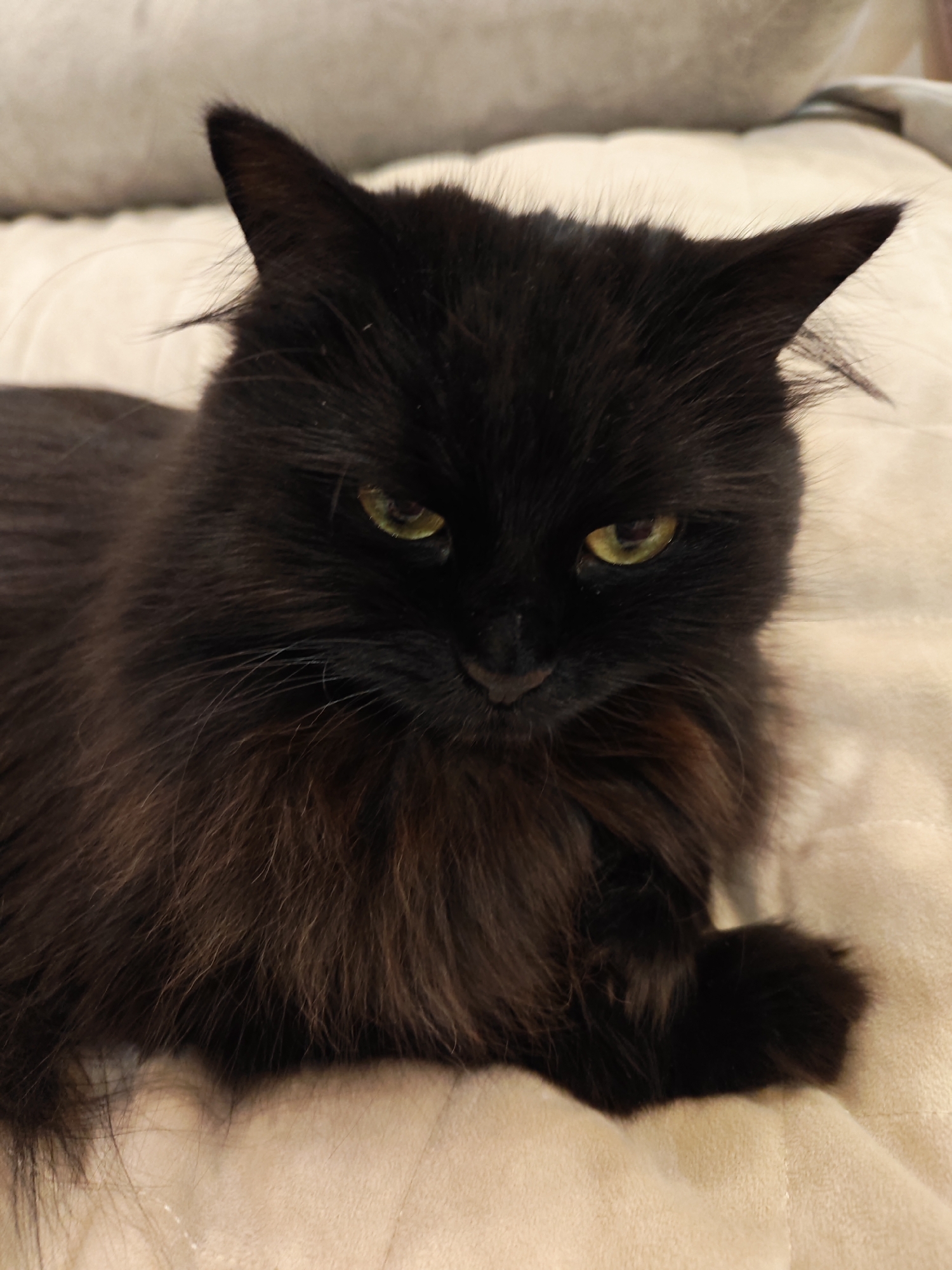A black, long-haired cat with yellow eyes is lying down on a light-colored, textured surface, possibly a blanket or sofa. The cat is positioned in the center of the frame, with its head slightly tilted and looking downwards. Its fur is dark, with some reddish-brown undertones visible in the light. The background is softly blurred, suggesting a domestic indoor setting. There is no information available about this image being related to Bataysk, Russia.
