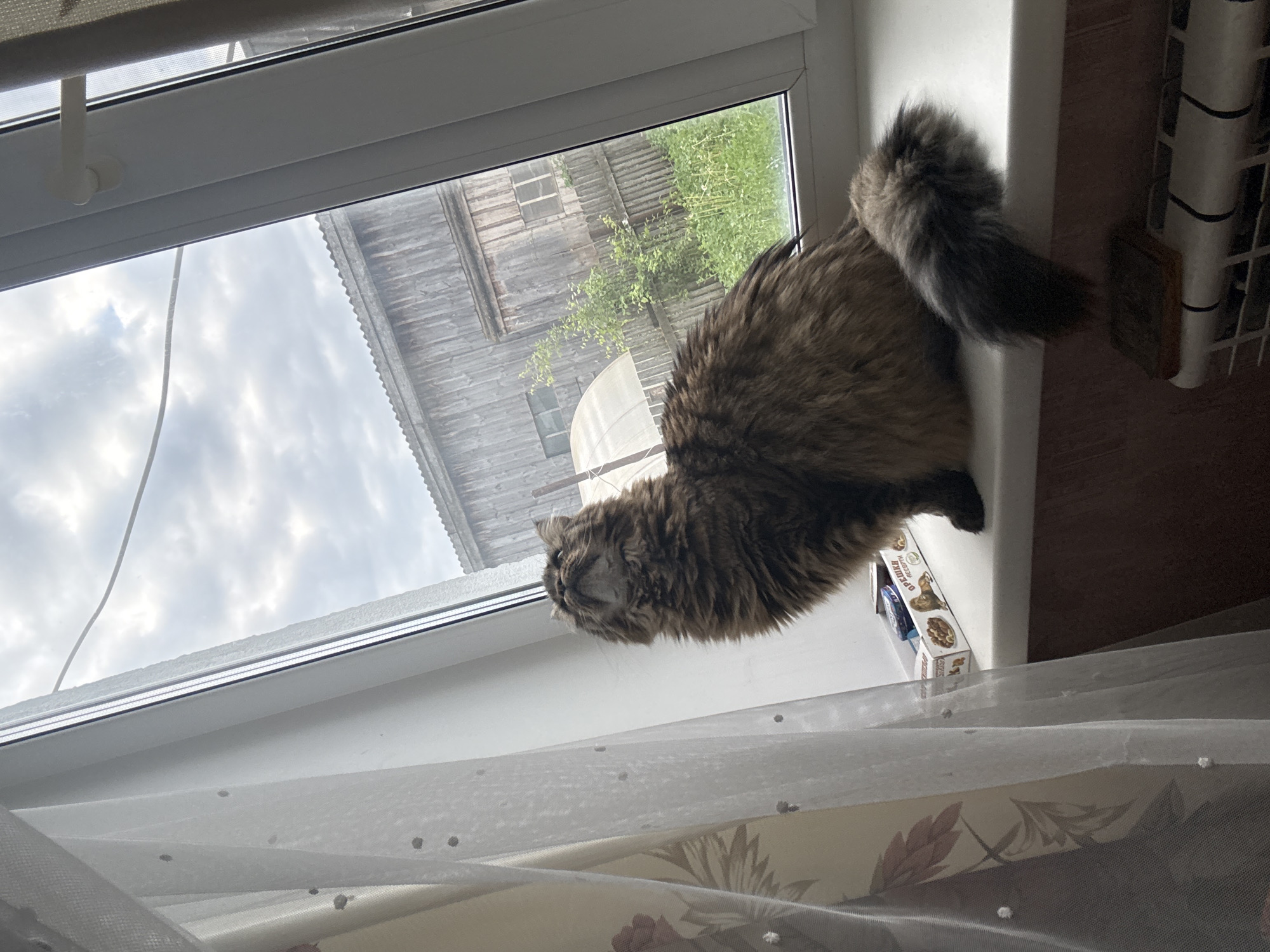 A fluffy brown cat is perched on a white windowsill, looking out the window. The view outside the window includes a weathered wooden building and some greenery. The sky is cloudy. The photo appears to have been taken from inside a house or apartment, with a sheer curtain visible in the foreground. The name of the city, "Sludka, Russia," cannot be visually verified from the image. A small box with writing in a Cyrillic script is partially visible on the windowsill. A radiator is present near the right side of the image.