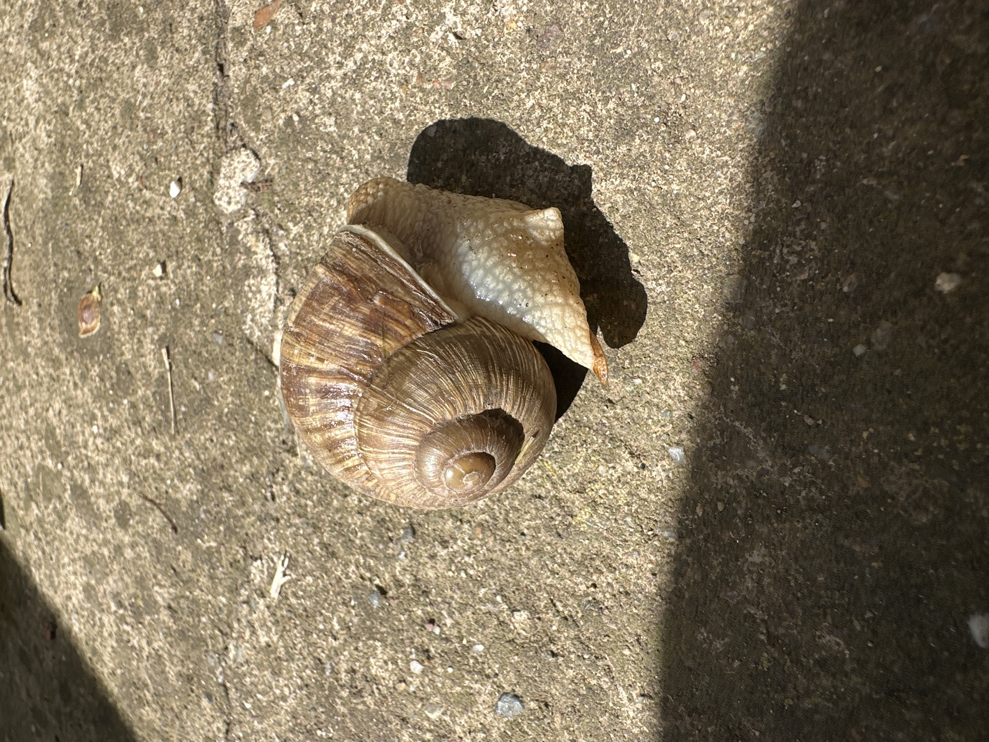 The image shows a snail on a concrete surface. The snail is mostly inside its shell, with a portion of its body visible. The shell is light brown with darker brown swirls. The concrete surface is rough and weathered. A shadow is cast on the concrete beside the snail. The location in the city of Lehchevo, Bulgaria cannot be determined from the image.