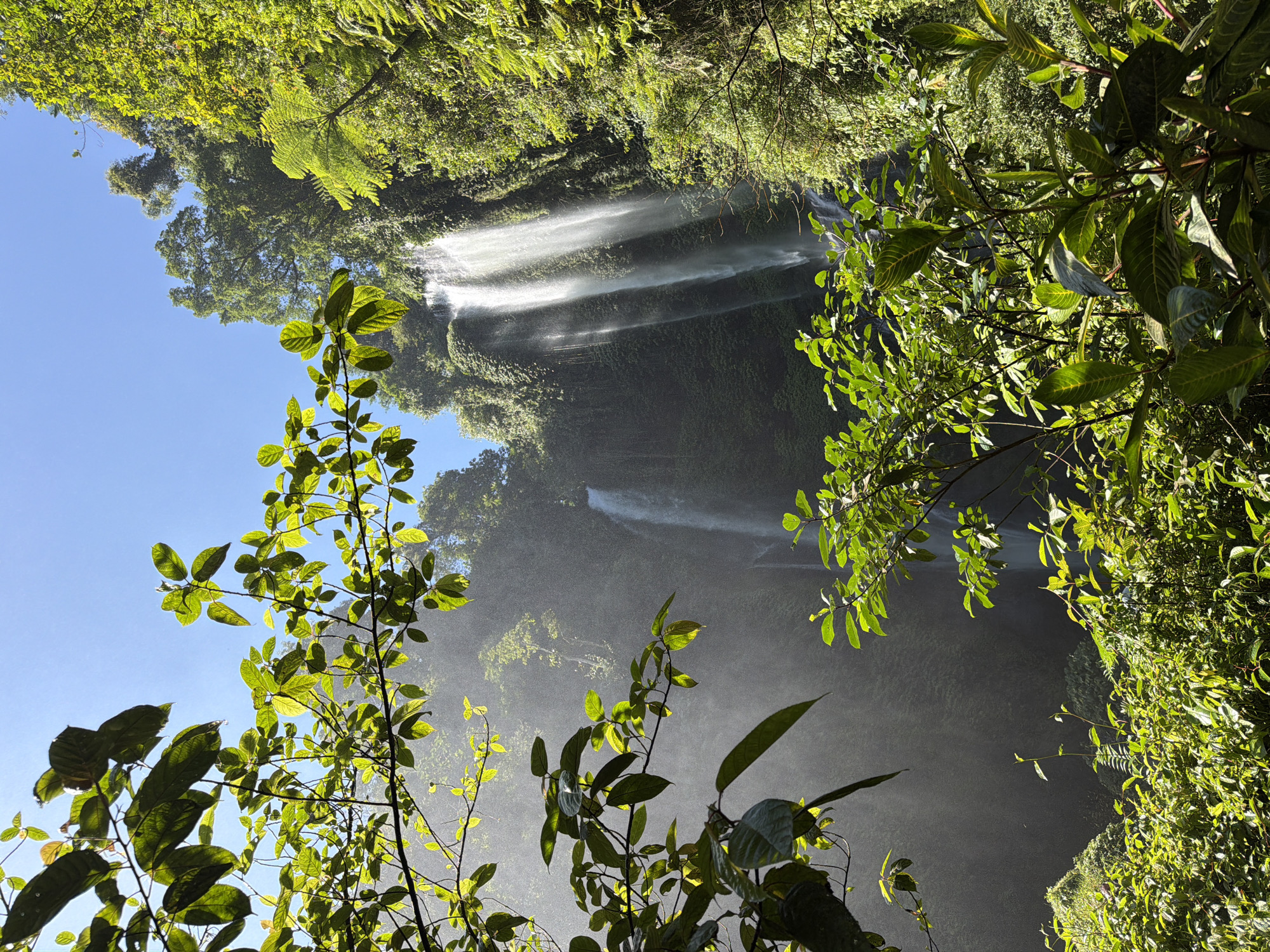 This is a vertical, eye-level shot of a lush jungle scene dominated by verdant foliage and a cascading waterfall in the distance. The foreground features several branches laden with broad, green leaves, some of which are backlit by the sun, giving them a translucent glow. The leaves are vibrant, with some showing darker veins.

Beyond the foliage, a tall, multi-tiered waterfall plunges down a moss-covered cliff face. The water appears to be white and misty as it falls, creating a soft, ethereal effect. The cliff is densely covered in green vegetation, creating a vibrant backdrop for the falling water.

The environment is humid and tropical, as indicated by the lush plant life and the mist emanating from the waterfall. The sky above is a clear, bright blue. The scene evokes a sense of natural beauty and tranquility. The location is the Sekumpul Waterfall in Sawan, Buleleng, Bali, Indonesia, which is known for its stunning natural beauty and is a popular tourist destination.