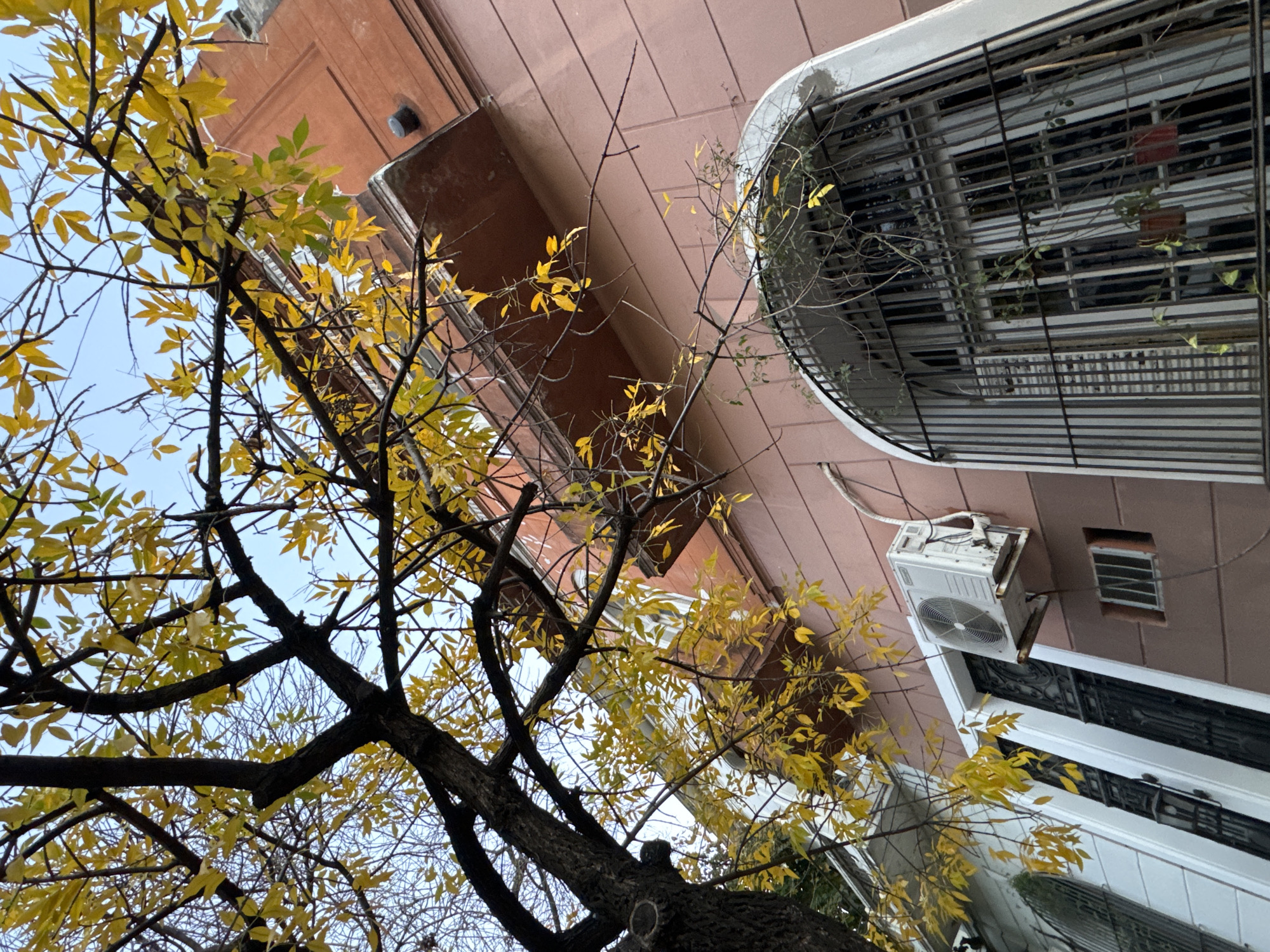 The image shows an upward view of a tree with yellowing leaves, suggesting it's autumn. The tree is in front of a building with a pinkish-brown facade. The building has an arched window with a metal grate, a small air conditioning unit, and other windows with wrought iron detailing. Given the architectural style, it is plausible that the location is within the city of Buenos Aires, Argentina, but not definitive based on the image alone. There are no people visible in the image.