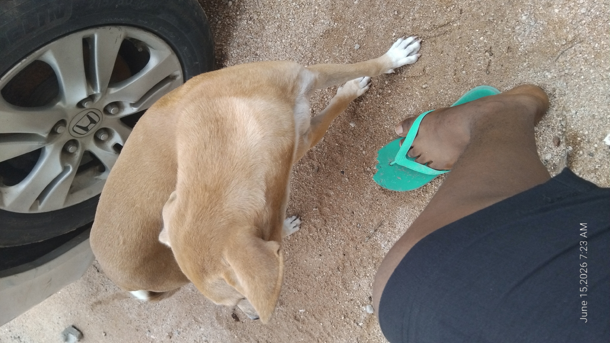 The image shows a tan dog standing next to a car tire. The dog is facing away from the camera, with its head turned to the left. Its body is bent, and its tail is tucked between its legs. The car tire is silver and has a Honda logo in the center. The ground is covered in sand and small stones. In the foreground, a person's foot wearing a green flip-flop is visible. The bottom left of the image displays a timestamp: "June 15, 2026 7:23 AM." This scene is consistent with an outdoor setting in the city of Howayi, Nigeria, likely a roadside or a parking area.