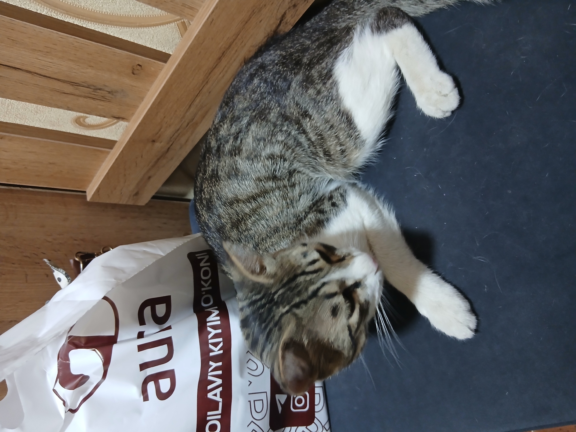 A tabby and white cat is lying down on a dark surface next to a white paper bag. The bag has maroon lettering on it, reading "aura" and "OILAVIY KIYIM O'KONI". Behind the cat and bag is a wooden structure with vertical slats. The image appears to have been taken indoors in a residential setting in Bukhara, Uzbekistan. The cat is grooming itself with its paw.