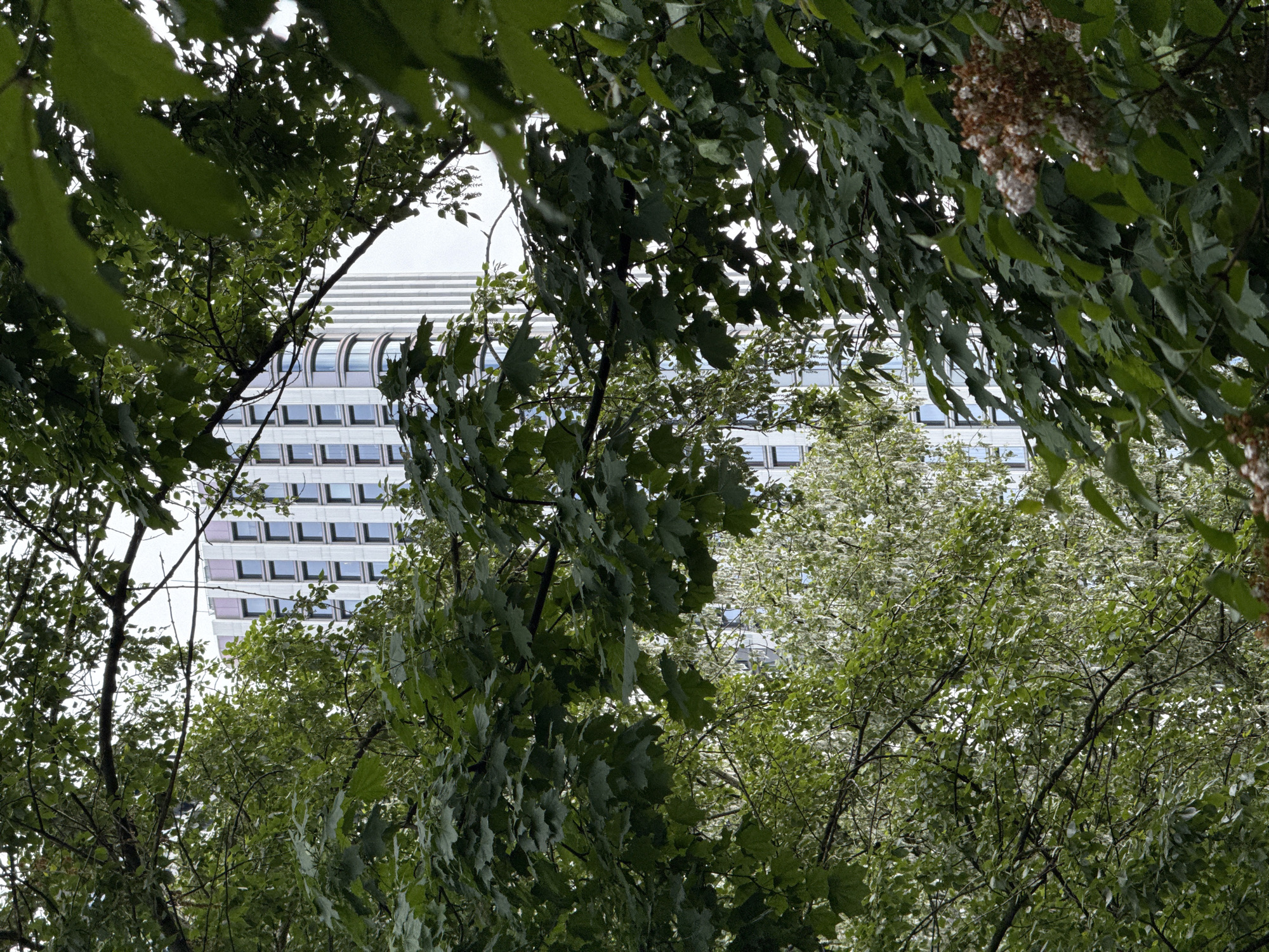 The image shows a tall, white building partially obscured by green foliage. The building has a rectangular grid of windows and a rounded top. The photo is taken from a low angle, looking up through trees, possibly in a park or forested area within the city of Khimki, Russia. The abundance of green suggests it is summertime. No people are visible.