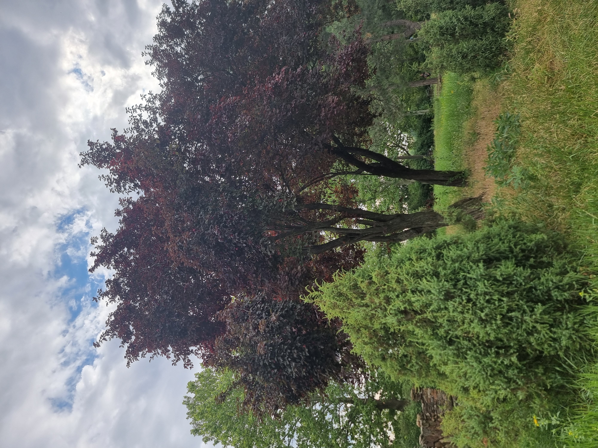 A medium-wide outdoor shot captures a park scene with lush greenery under a cloudy sky. In the foreground, a bushy, cone-shaped evergreen tree with dense, green foliage dominates the left side. To its right and slightly behind, another similar but smaller evergreen tree stands.
Dominating the midground is a large tree with a dark, reddish-purple canopy of leaves. Its trunk is thick and dark, with several branches reaching upwards. To the left of this dark-leafed tree, a tall tree with bright green leaves stands, its canopy partially obscured by the purple-leafed tree.
The background reveals a natural setting with more trees and grassy areas. A rustic stone wall, constructed from irregular rocks, is visible to the far left, partially covered in vegetation. The ground is covered in a mix of green grass and some dried, brown stalks, suggesting a somewhat wild or natural park environment. The sky above is filled with a mixture of white and gray clouds, with patches of blue peeking through. The overall impression is a peaceful, green outdoor space. The specific location in Tiraspol, Moldova cannot be determined from the visual information alone.