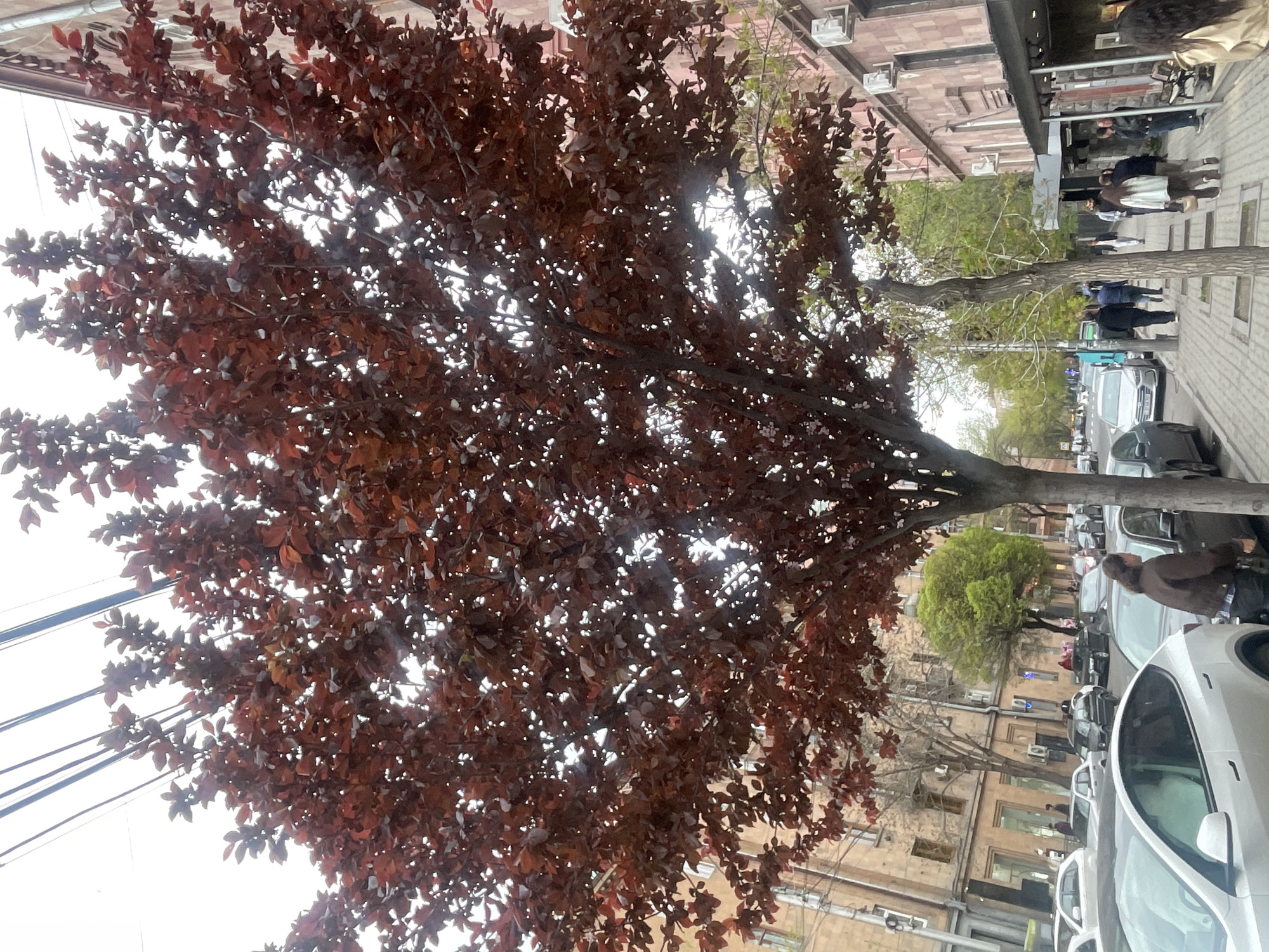 The image shows a street in Yerevan, Armenia. A tree with reddish-brown leaves dominates the left side of the frame. Behind the tree is a sidewalk with pedestrians and parked cars along the street. Buildings line the street, with architectural details visible.