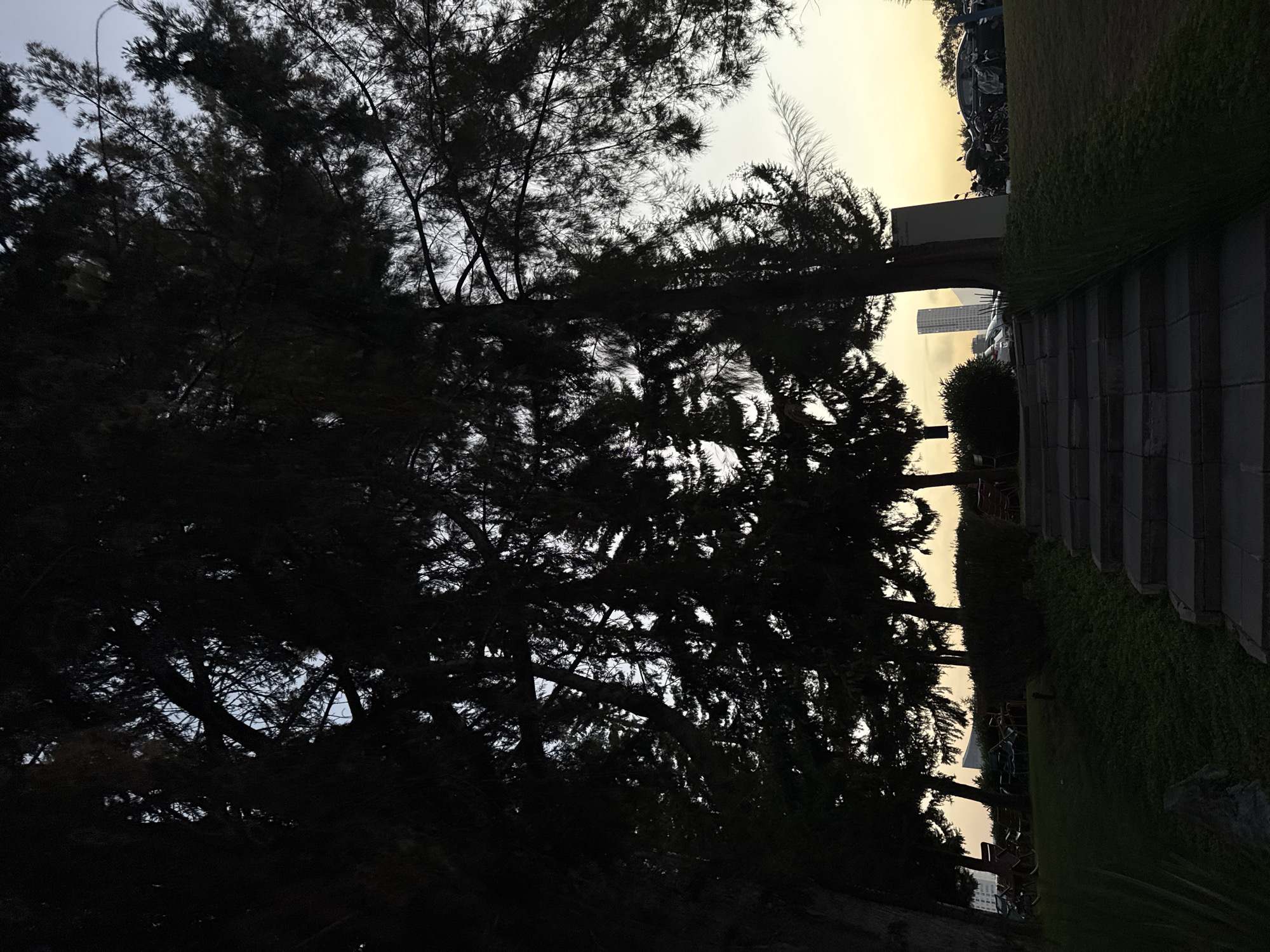The image, when viewed in its correct orientation (rotated 90 degrees clockwise), presents an outdoor urban landscape at either sunrise or sunset. The scene is bisected by strong lighting that creates dramatic silhouettes.
In the foreground, a dense canopy of trees with fine, needle-like foliage occupies the left side of the frame, appearing almost entirely in shadow against the bright sky. Intricate branch patterns are visible through gaps in the dark foliage.
To the right, a paved pathway or a series of steps runs horizontally across the midground, bordered by a neatly trimmed green hedge or grassy area. Beyond this, several vehicles, including motorcycles and cars, are parked. The path and hedge suggest a park, garden, or a green divider alongside a road.
The background features a clear sky with a yellowish-white hue, characteristic of a low sun. Against this bright backdrop, a tall, modern skyscraper and other distant buildings are visible, confirming an urban setting. No people are present. The strong contrast between the dark foreground and the luminous background highlights the interplay of nature and architecture within the city of Puebla, Mexico.