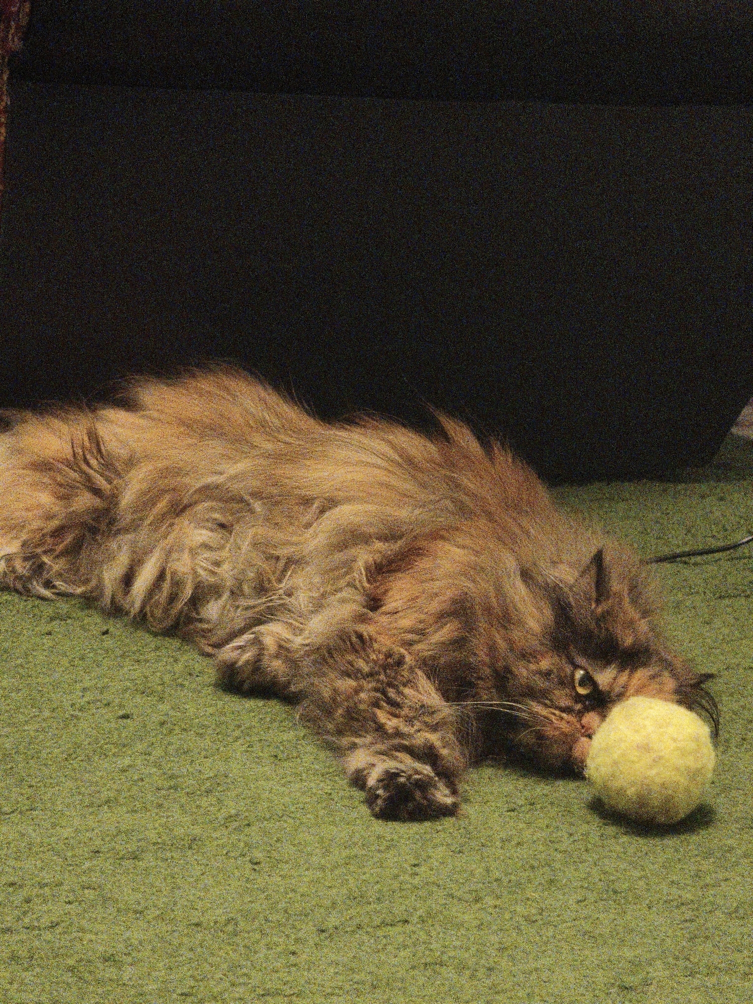 A long-haired tabby cat lies on its side on a green carpet, facing the viewer. Its head is turned to the right, with its left eye visible. A small, yellow tennis ball is positioned in front of its mouth. The cat's body is mostly obscured by its long fur, but its paws are visible on the carpet. In the background, a dark, blurry shape suggests a piece of furniture. The image has a grainy quality, typical of low-light photography.