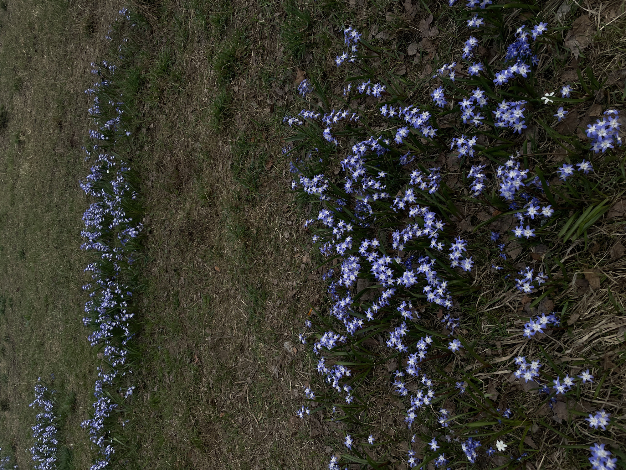 The image shows a field of blue Scilla flowers in Moscow, Russia. The flowers are arranged in two distinct rows, with one row denser than the other. The background consists of dry grass and fallen leaves. No people are visible. The scene depicts a natural environment with blooming flowers.