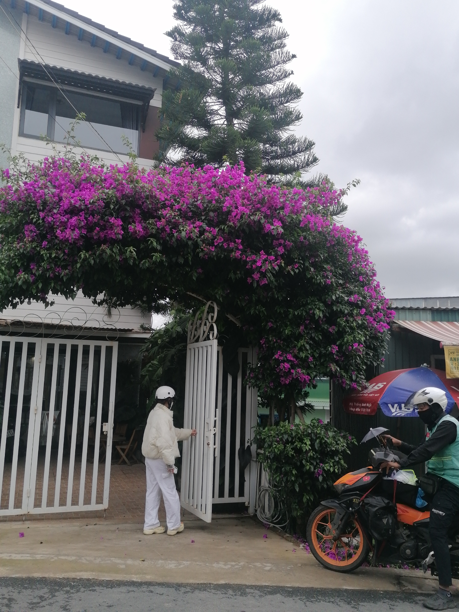 A medium shot captures a vibrant scene in Da Lat, Vietnam. A Caucasian individual, clad in a white jacket and pants, opens a white metal gate adorned with vertical bars and decorative embellishments. Above, a bougainvillea archway bursts with purple flowers, partially obscuring a white house with a brown and blue-trimmed roof. A large pine tree towers above the house and the archway.
On the right, a person wearing a helmet, mask, and green vest straddles an orange and black motorcycle near the gate. An umbrella with Vietnamese text is partially visible above them. A sign with Vietnamese writing is visible in the background. Fallen purple flowers litter the ground.
The overall setting suggests a residential area on a cloudy day.