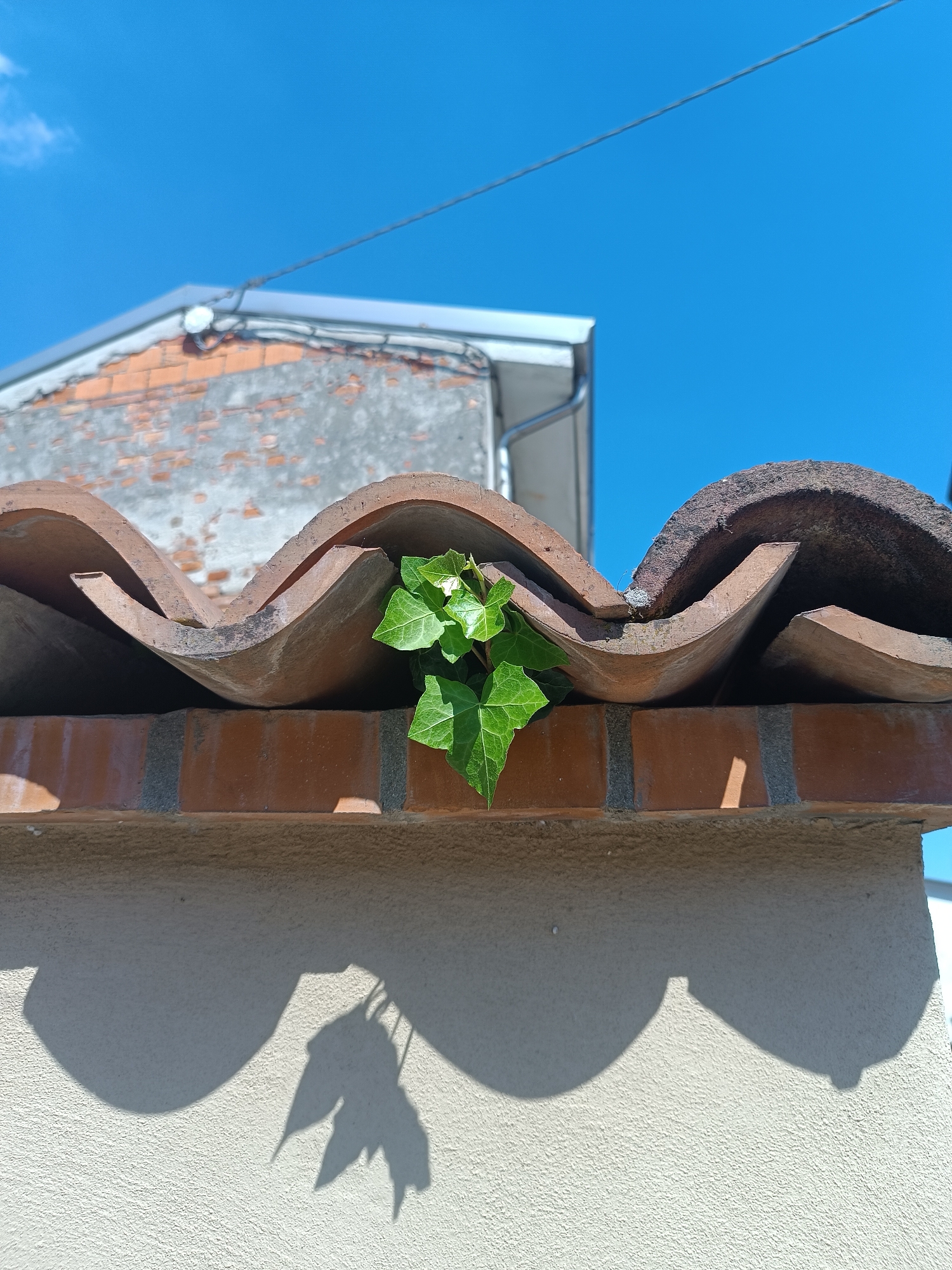 This image, captured in Viadana, Italy, presents a detailed view of a small cluster of vibrant green ivy leaves emerging from beneath weathered, curved terracotta roof tiles. The tiles are arranged above a visible course of red bricks, which in turn rests upon a textured, light-colored wall. Bright sunlight casts sharp shadows onto this lower wall, including a distinct pattern resembling ivy leaves and the curved undersides of the tiles. The background reveals a section of an out-of-focus building with exposed brickwork and partially deteriorated render. A silver-colored gutter and a thin, dark utility wire traverse the upper background. The sky is clear and blue, with a single wispy white cloud in the upper left quadrant. No individuals or fauna are present.