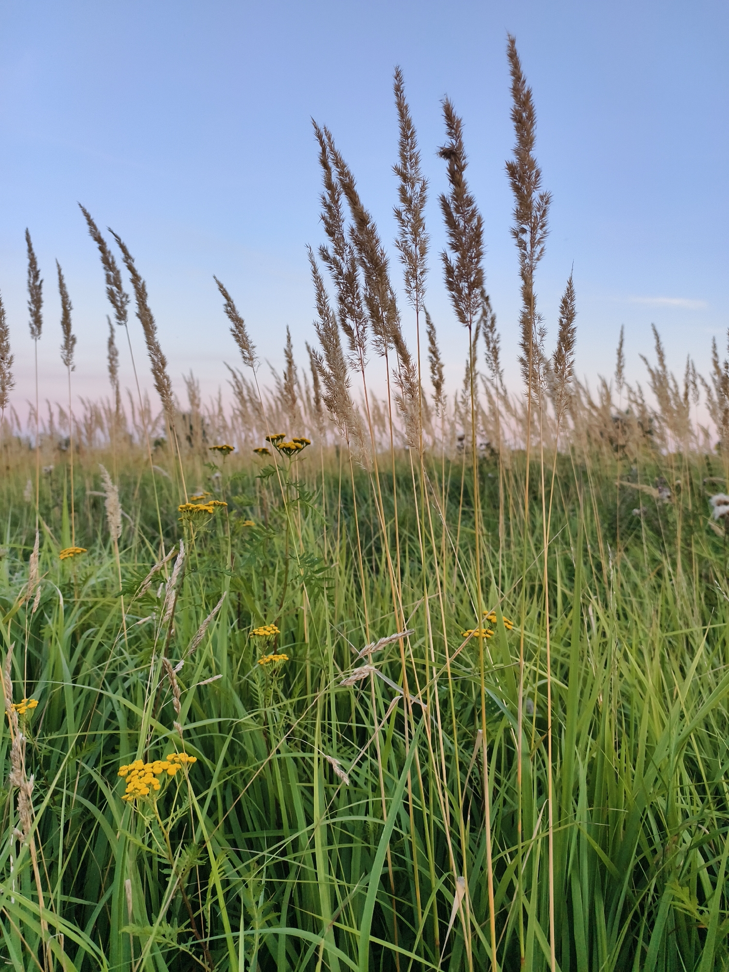 This image depicts a close-up view of tall grass and reeds in a field, with a few small yellow flowers interspersed. The sky above is a pale blue, transitioning to a soft pinkish hue near the horizon, suggesting it may be dawn or dusk. The tall, dry stalks of grass dominate the foreground, with their feathery tops reaching towards the sky. The green grass blades are long and slender, creating a dense texture in the midground. The scene appears to be an outdoor natural environment. There are no people, animals, or man-made structures visible in the image. The specific location in Tczew, Poland is not identifiable from the visual elements alone.