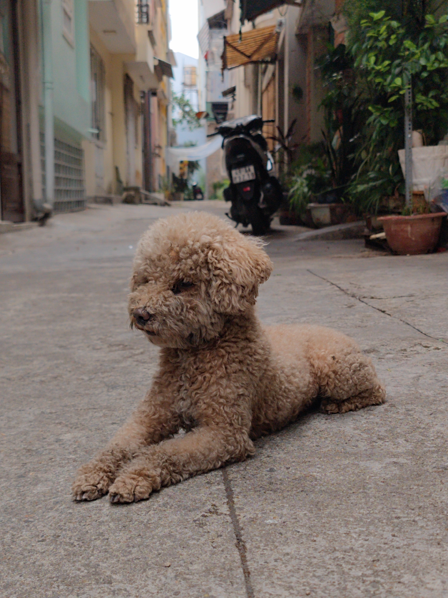 A light-colored poodle with curly fur is the central subject, lying in a relaxed sphinx-like pose on a textured concrete surface in an alleyway in Da Lat, Vietnam. The dog, likely an apricot or tan miniature poodle, faces slightly to the left with its eyes partially closed, conveying a sense of calm rest.
The setting is a narrow, urban alleyway. The background features an array of buildings with varying pastel-colored facades, including light green and yellow, suggesting an older architectural style. On the left, a section of what appears to be a glass block wall is visible. To the right, the alley is lined with lush potted plants and greenery, adding life to the urban environment. Further down the alley on the right, a dark scooter or motorcycle is parked, its rear visible. Partially legible text, including the letters "BL" and some numbers, can be seen on its license plate, confirming the Vietnamese context.
The time of day appears to be daytime, with soft, diffused lighting that casts no harsh shadows, suggesting an overcast sky or perhaps late afternoon. The concrete ground shows signs of wear with minor cracks. No other people or animals are actively engaged, emphasizing the stillness of the scene. The overall atmosphere is peaceful, capturing a quiet moment in a city alley.