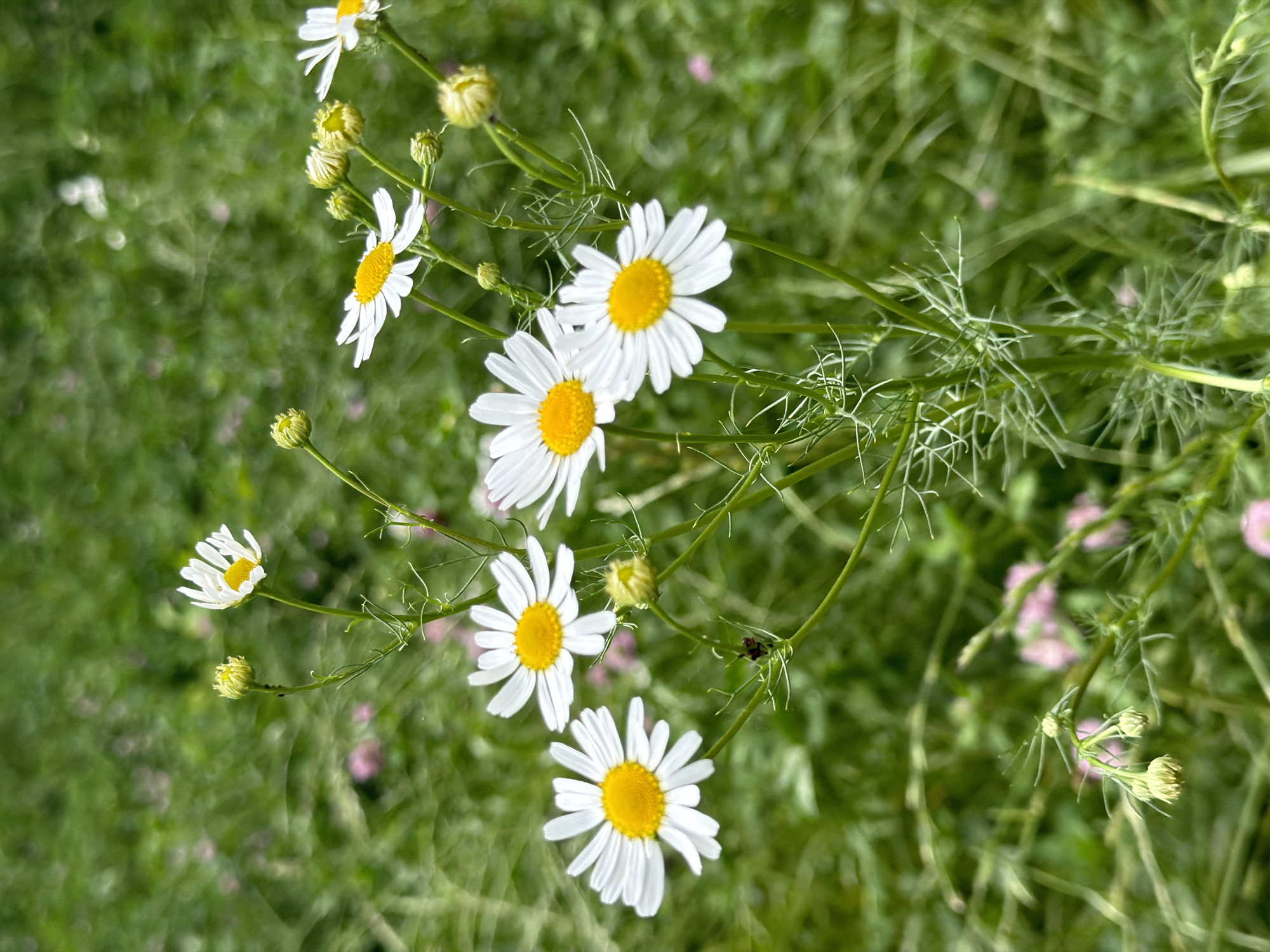 A close-up, vertical shot captures several white daisies with yellow centers blooming in a field of green grass. The daisies are in various stages of bloom, with some fully open and others as buds. Delicate green stems and feathery leaves are visible. The background is a soft blur of green and hints of pink flowers. The image does not provide any information about the location within a city.