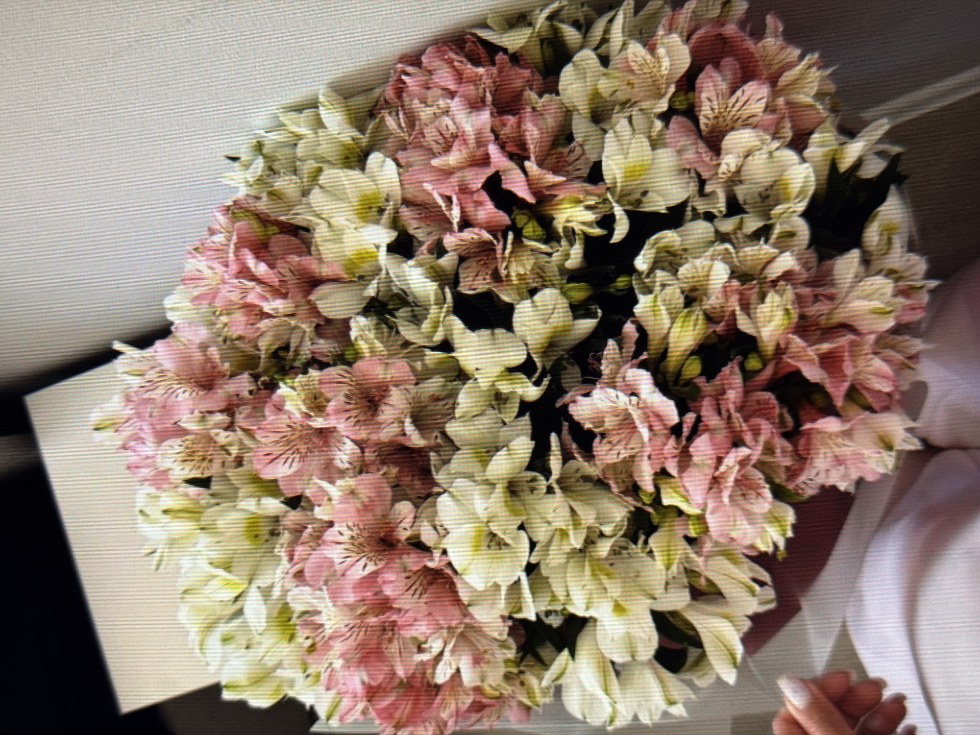 A close-up, overhead shot shows a bouquet of alstroemeria flowers, with some in shades of pink and others in white and pale yellow. The flowers are arranged densely, with many blooms overlapping. Some of the pink flowers have delicate dark markings on their petals. The bouquet is partially wrapped in white paper, and a hand with neatly manicured nails is visible in the lower right corner, gently holding the bouquet. The background is a soft, neutral tone, with a hint of a white surface to the left of the flowers and a darker shadow and a white fabric to the right. The lighting is soft, suggesting an indoor setting, possibly during the daytime. There is no visible text in the image. The overall impression is one of a gift or a decorative arrangement. The scene is static, with no specific activity or event clearly depicted beyond the presentation of the flowers. There are no clear indicators of time of day, weather, or specific location cues within Russia. The emotions conveyed are subtle, leaning towards appreciation and perhaps gentleness, due to the way the hand is holding the flowers.