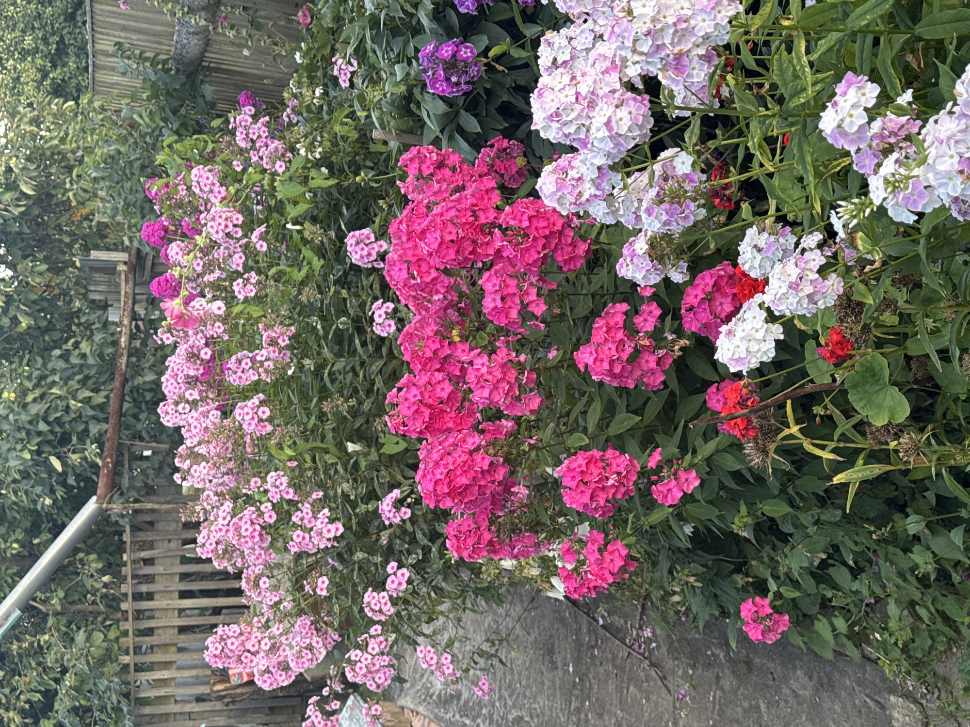 The image depicts a lush garden in Safonovo, Russia, filled with a variety of blooming phlox flowers in shades of pink, magenta, white, and purple. The flowers are arranged in dense clusters, creating a vibrant display. In the background, a weathered wooden fence can be seen, suggesting a rural or suburban setting. Overgrown green foliage surrounds the flowers, and a concrete path runs along the left side of the image. The scene appears to be an outdoor garden, possibly a backyard, with no people or animals visible. The lighting suggests it is daytime, with soft, natural light illuminating the flowers.
