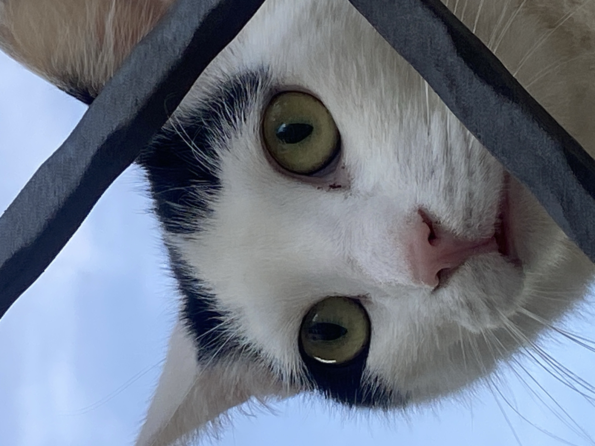 A close-up, low-angle shot captures a white cat with black markings peering down at the viewer from an elevated position. The cat's face is predominantly white, with black fur above the eyes. Its eyes are a vivid yellowish-green. A pink nose sits above its whiskers. The background is blurred and appears to be a pale blue sky. A dark, thick metal bar obscures portions of the upper left area. This is an outside scene, possibly Budva, Montenegro, due to the coastal location.