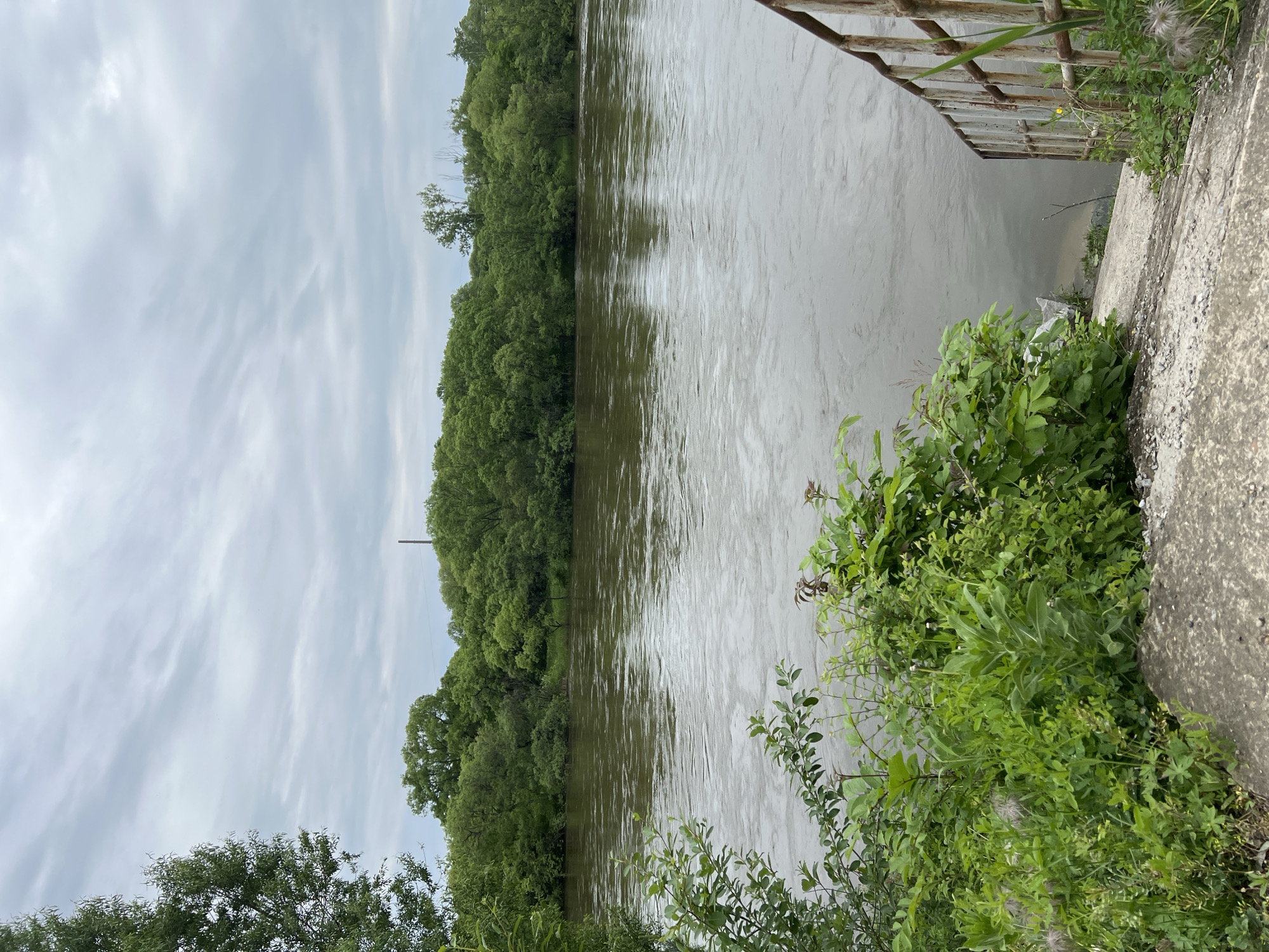 The image presents a tranquil daytime scene of a wide river and its banks in Khor, Russia, under an overcast sky. The upper portion of the frame is dominated by a muted grey sky with soft, wispy cloud patterns, indicating cloudy weather.
The central feature is the broad river, displaying a brownish-grey hue and a gently rippled surface that reflects the diffused light from the sky. On the far bank, a dense, verdant expanse of trees forms a continuous green line along the water's edge, suggesting a natural, forested landscape. A slender, dark pole, possibly a utility pole, rises above the tree line towards the left, hinting at distant infrastructure.
In the immediate foreground, on the right side, there is a concrete structure, likely a reinforced bank or pathway, descending towards the river. A weathered, rusty metal railing is partially visible along the top right edge, accompanying this structure. The bank is densely covered with lush green foliage, including various bushes and plants, some exhibiting fluffy, thistle-like seed heads or flowers. A small patch of sandy or muddy ground is visible at the water's edge, beneath the concrete.
The scene depicts a calm, natural environment without any discernible human activity or people. The overcast conditions provide a soft, even light across the landscape. There is no visible text within the image.
