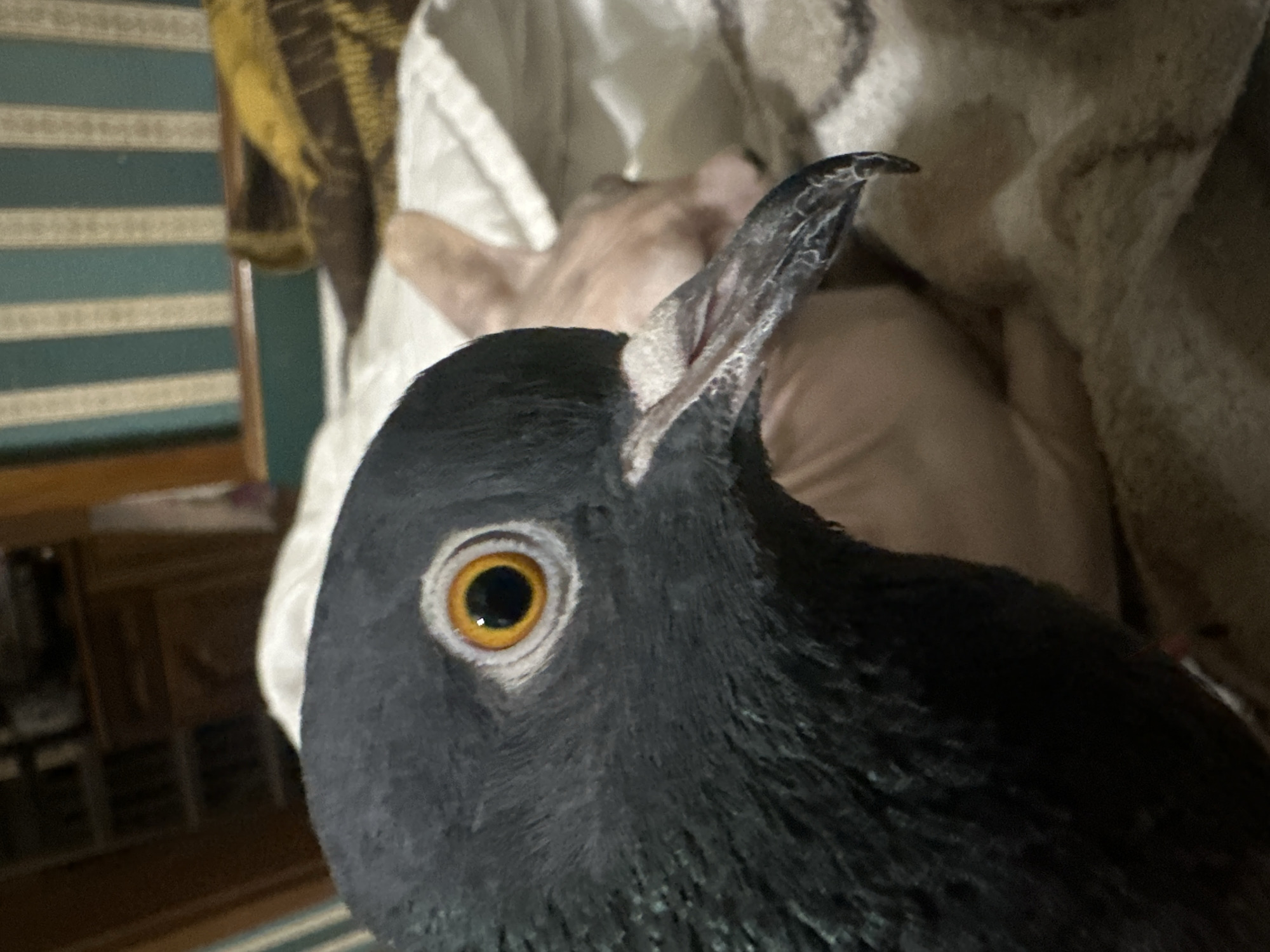 A close-up shot captures a pigeon in the foreground, its dark grey head and neck filling the left side of the frame. The pigeon's eye is a striking orange-yellow with a dark pupil, surrounded by a pale ring. Its beak is grey with darker markings. In the blurred background, a pale, pinkish creature, possibly a Sphynx cat, rests on a white blanket. Further back, vertical green and white striped wallpaper is visible, along with a portion of a wooden chair. The overall setting appears to be indoors, possibly a home environment, with hints of furniture and decorative elements. The image does not contain information that can be used to determine the location in the city of Togliatti, Russia.