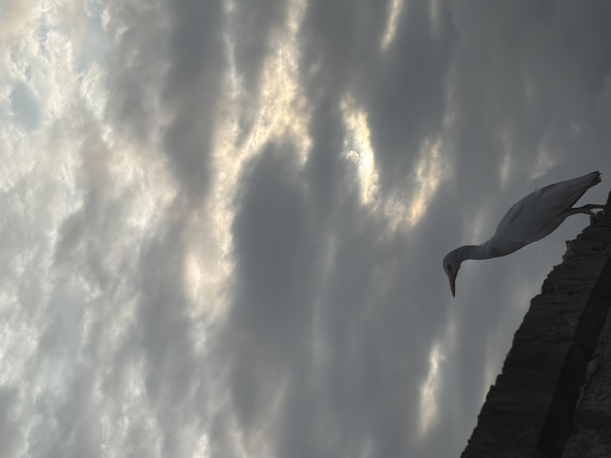 A silhouette of a white egret stands on a dark, textured surface, possibly a rooftop or ledge, against a dramatic sky filled with gray and white clouds. The sun is partially visible behind the clouds, casting a soft glow. The egret is facing left, with its head tilted slightly upwards. The scene appears to be captured during twilight or a cloudy day.