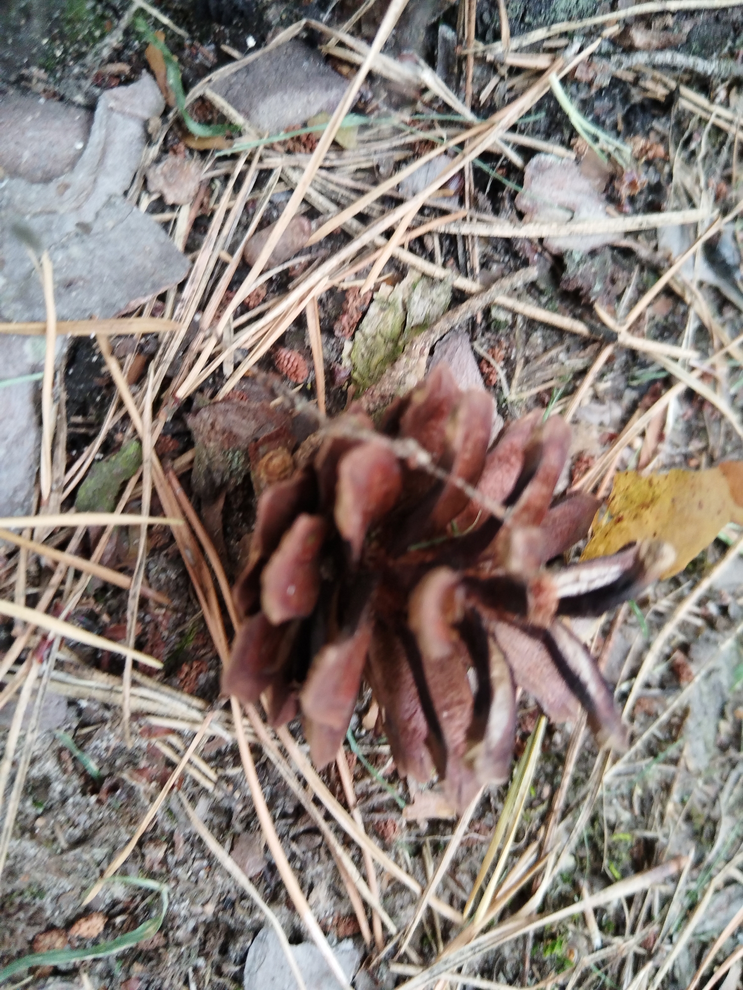 An overhead close-up shot shows a pinecone lying on the ground amongst fallen pine needles and dry leaves. The pinecone is brown and appears to be somewhat open, with its scales spread apart. The ground is a mixture of soil and organic debris, with some small stones and bits of moss visible. The image was taken in the Хідрынскі сельскі Савет region of Belarus.
