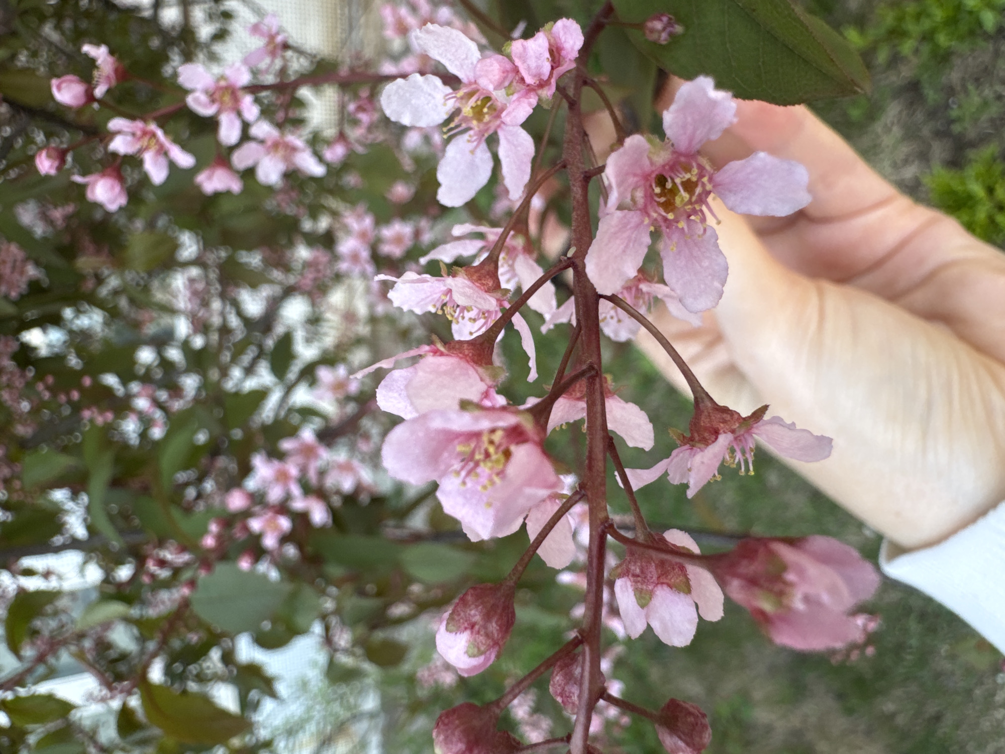 The image shows a close-up of a branch of a flowering tree. The flowers are small and pink, with yellow centers. The branches are dark brown. A hand is partially visible in the background, to the right of the flowers, and blurry green vegetation can be seen in the background to the upper left. The location is identified as the city of Chaikovsky, Russia. There are no people identified.