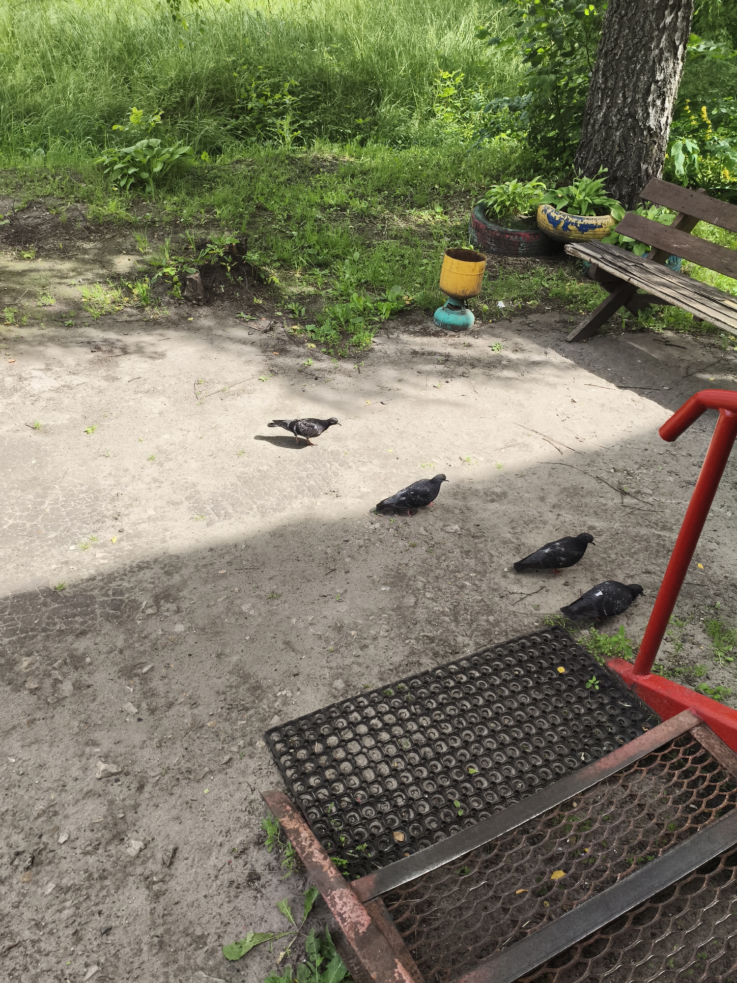 In Roshal, Russia, a sunlit dirt area features four pigeons. One pigeon stands alone in the upper left portion of the frame. Three other pigeons are clustered together in the lower right. A textured black mat and part of a red metal railing are in the immediate foreground. Behind the pigeons, a wooden bench and planter made from old tires sit near a tree trunk. Lush green grass and foliage frame the scene.