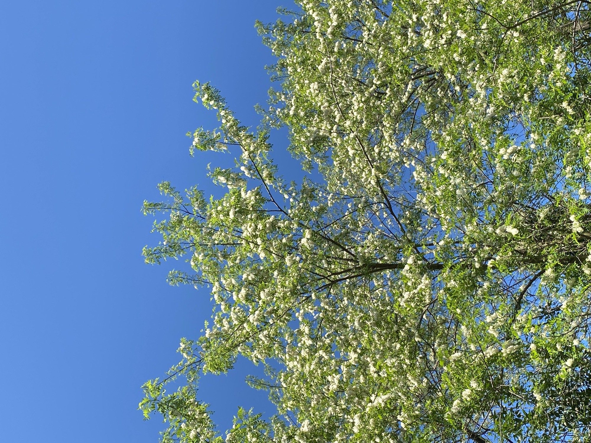 The image depicts a clear, bright blue sky partially obscured by a blossoming tree. The tree's branches are filled with white flowers and green leaves. The location is not specified, and no additional information is provided.