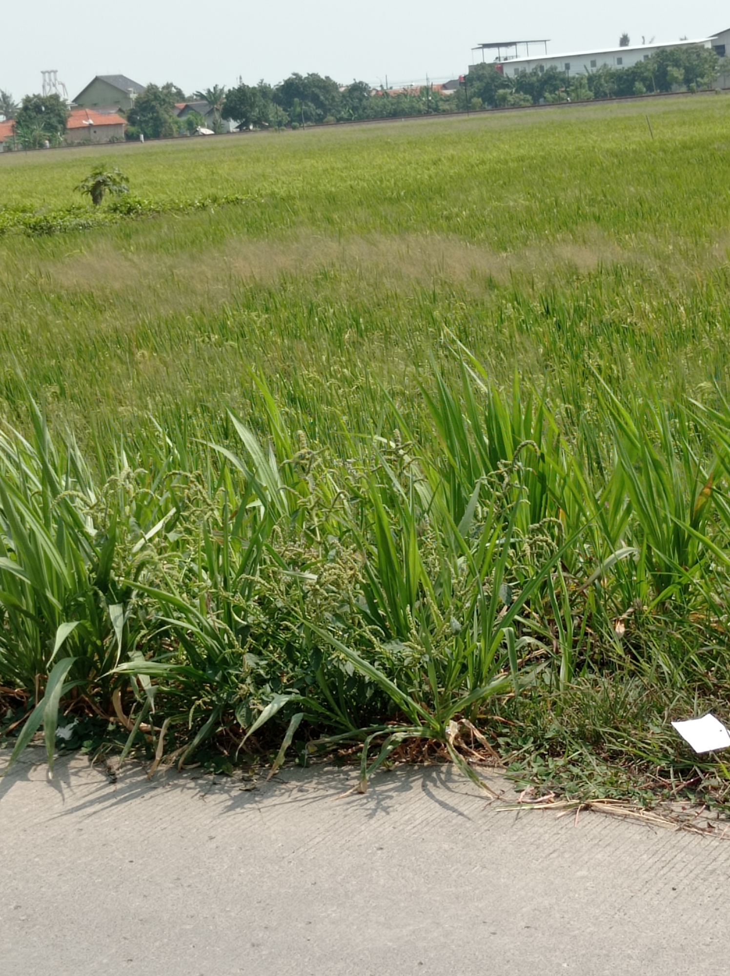 The image depicts a rural landscape in Maribaya, Indonesia. In the foreground, a paved road runs along the bottom of the frame, bordered by dense green grass and vegetation. The vegetation includes tall, broad-leafed plants and smaller, more delicate greenery. The middle ground is dominated by a vast field of green crops, likely rice paddies, stretching towards a distant tree line. In the background, several buildings are visible, including residential homes with orange roofs and a larger, modern structure with a flat roof and numerous windows, possibly an industrial building or a large house. The sky is overcast, suggesting a slightly hazy day. The overall scene is one of agricultural land on the outskirts of a populated area.