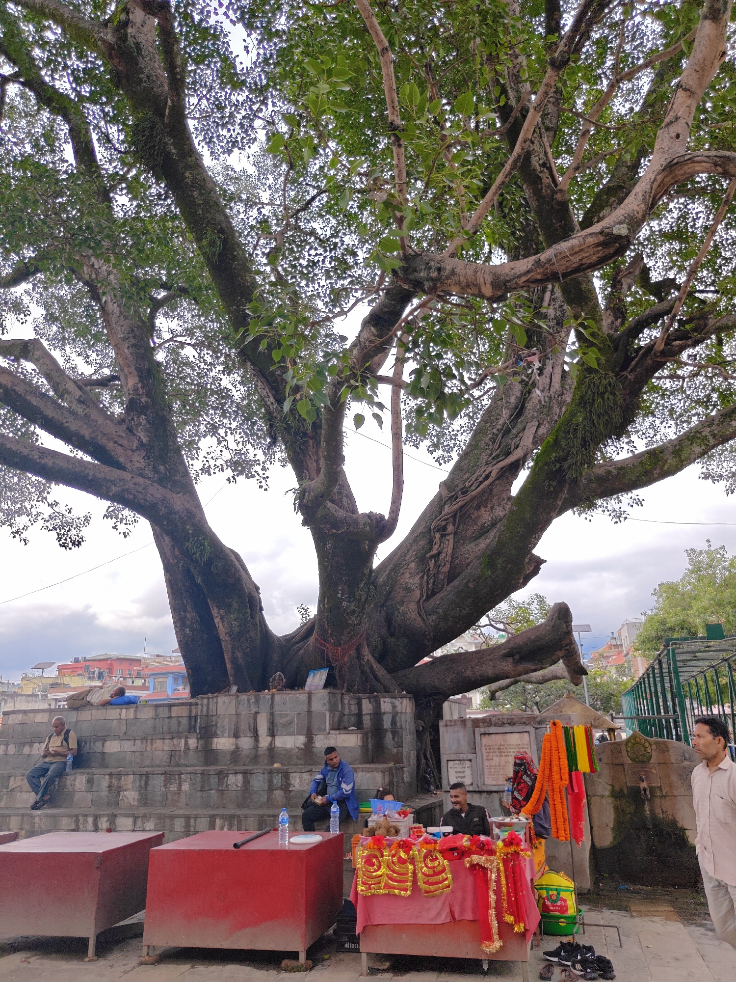 The image depicts a scene in Kathmandu Metropolitan City, Nepal, beneath a large, ancient tree with sprawling branches and lush green foliage. The tree's massive trunk is covered in moss and vines. In the foreground, there are two large, red rectangular structures with metal legs, possibly stalls or tables. To the right of these, a vendor is seated behind a table laden with religious items, including garlands of marigold flowers, red and gold decorative cloths, and what appear to be small statues. A person in a light-colored shirt and pants stands to the right, looking away from the camera. Behind the red structures, a set of stone steps is visible, on which several people are seated. One person is lying down on a blue cushion, another is sitting and looking at a phone, and a third is sitting with a backpack. In the background, buildings with colorful roofs can be seen, suggesting an urban setting. The sky is overcast, and the overall atmosphere appears to be one of calm activity.